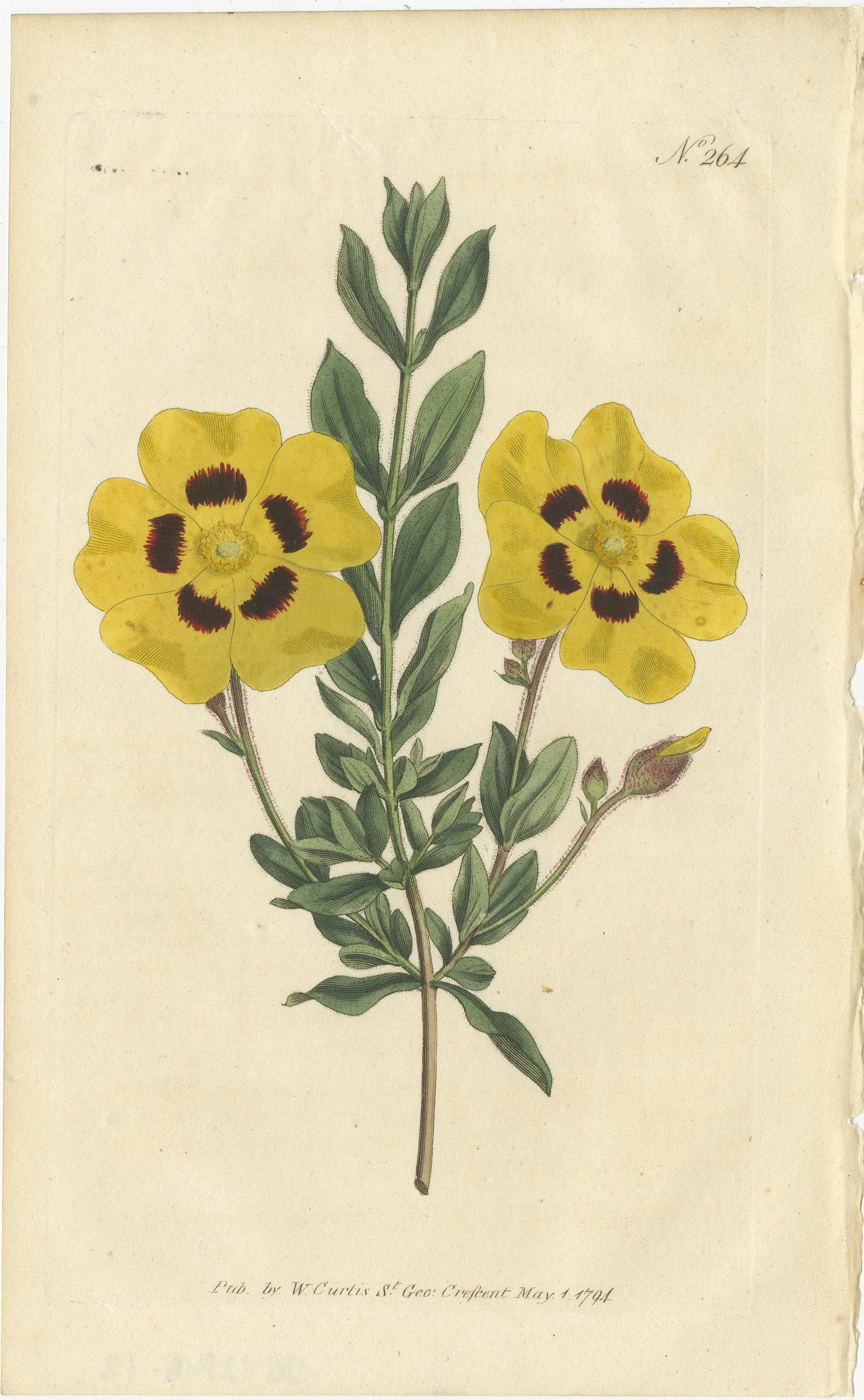 Set of 3 Antique Botany Prints, Common Cytisus, Borbonia, Cistus In Good Condition For Sale In Langweer, NL
