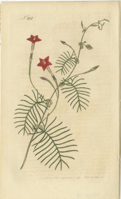 Set of 3 Antique Botany Prints, Crane's Bill, Leadwort, Ipomoea, 1794