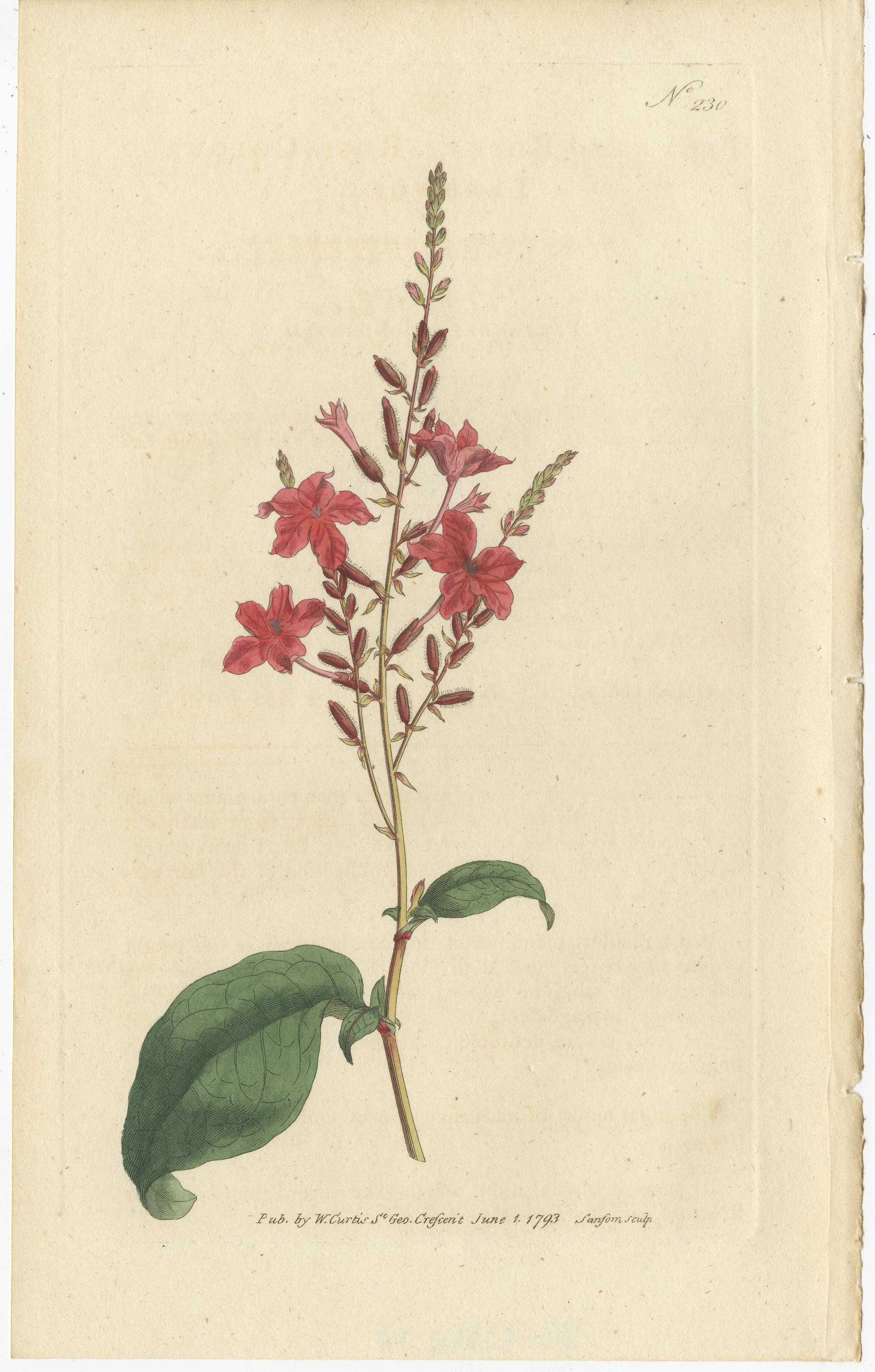 Engraved Set of 3 Antique Botany Prints, Crane's Bill, Leadwort, Ipomoea For Sale
