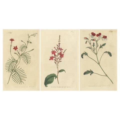 Set of 3 Antique Botany Prints, Crane's Bill, Leadwort, Ipomoea, 1794