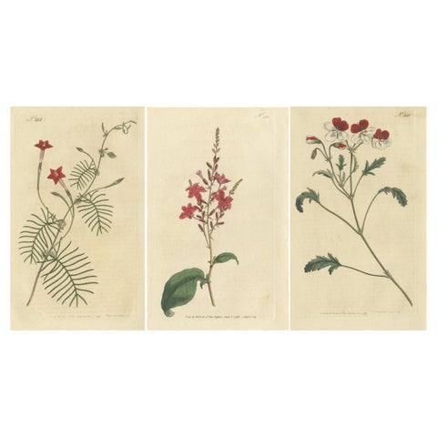 Set of 3 Antique Botany Prints, Crane's Bill, Leadwort, Ipomoea, 1794
