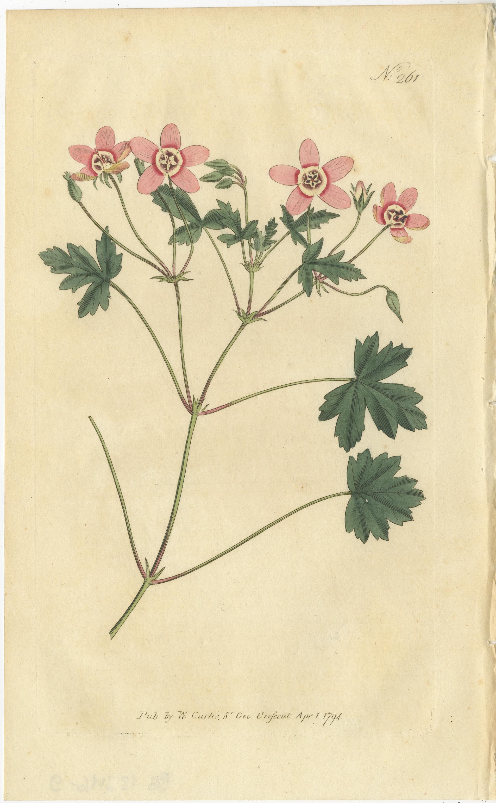Set of 3 antique botany prints. It shows the Flesh-Coloured Crane's-Bill, Winged Mahernia and the Purple Coronilla. These prints originate from 'The Botanical Magazine; or Flower-Garden Displayed (..)' by William Curtis. Published 1794. 

The