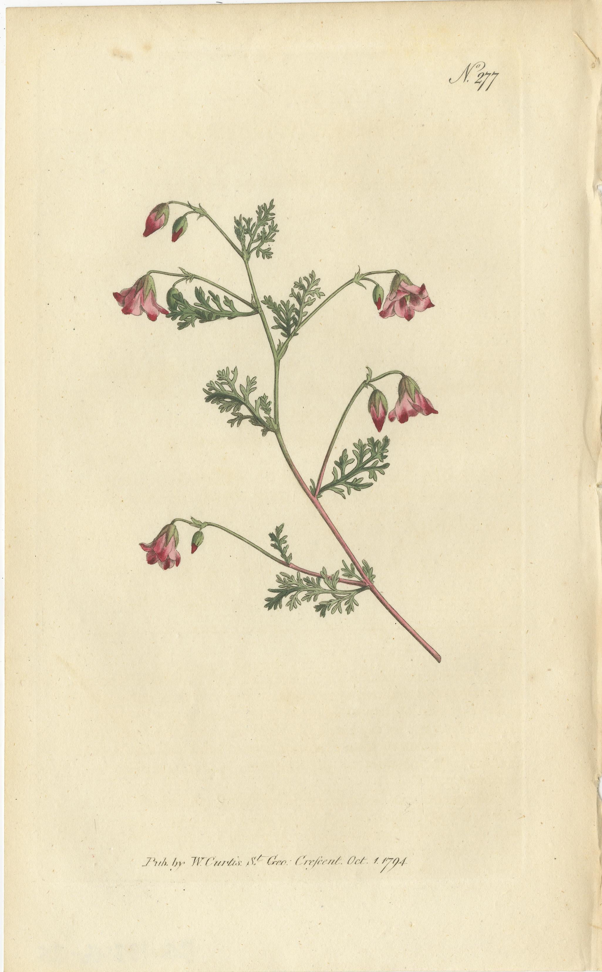 Engraved Set of 3 Antique Botany Prints - Crane's Bill - Mahernia - Coronilla For Sale