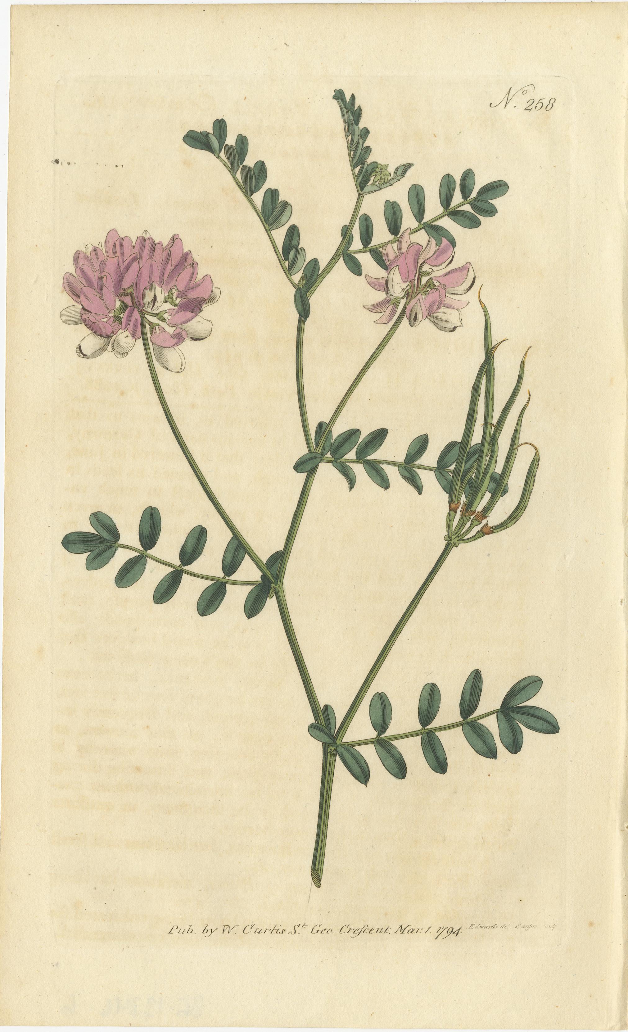 Set of 3 Antique Botany Prints - Crane's Bill - Mahernia - Coronilla In Good Condition For Sale In Langweer, NL