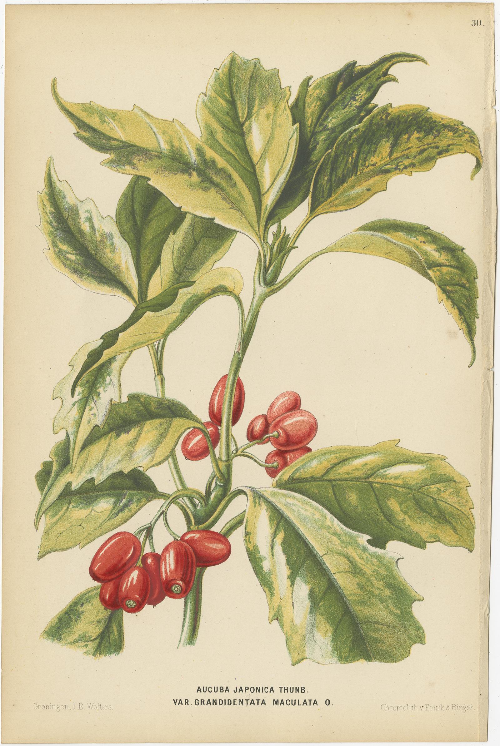 19th Century Set of 3 Antique Botany Prints, Crispa, Laurel, by Oudemans, circa 1865
