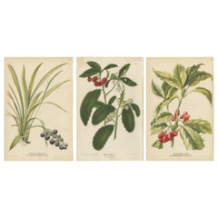 Set of 3 Antique Botany Prints, Crispa, Laurel, by Oudemans, circa 1865