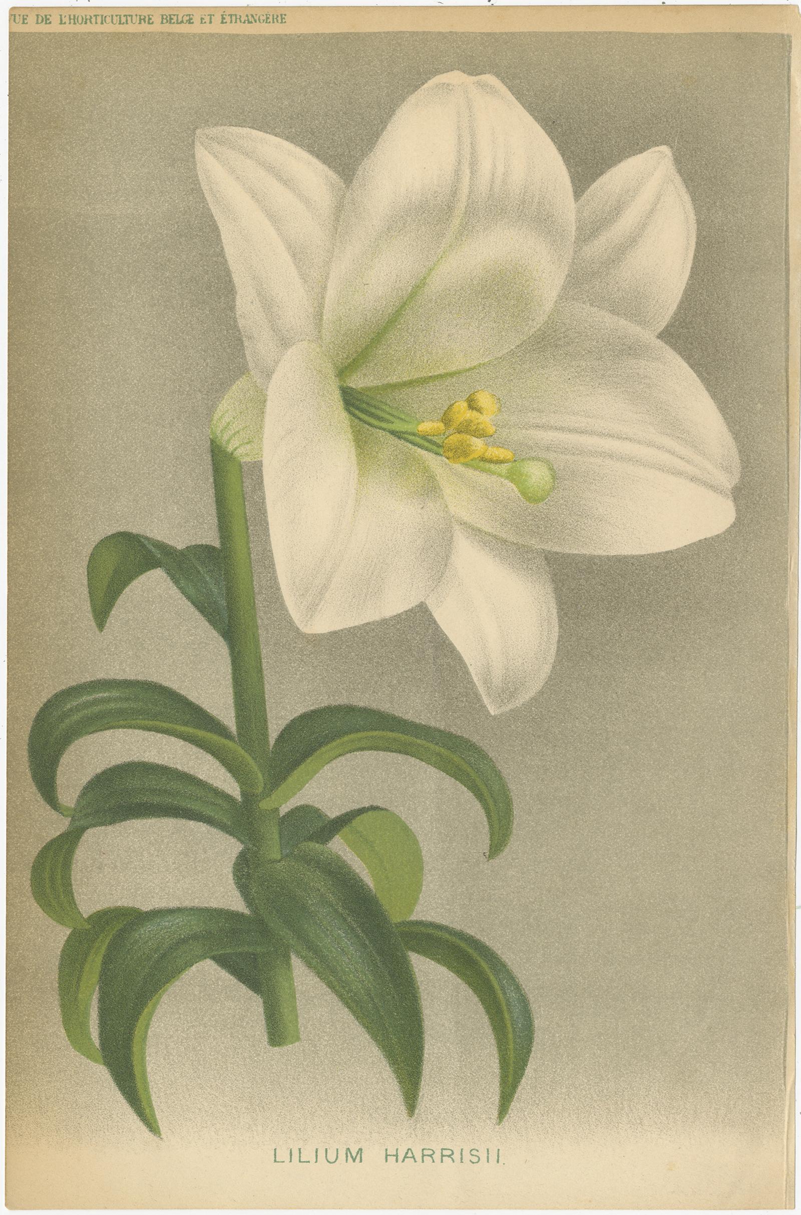 Ensemble de trois estampes botaniques anciennes intitulées 'Lilium Harrisii - Salvia M-One - Lilium Auratum'. Elle montre le lis de Pâques, la salvia splendens (sauge écarlate) et le lis à rayons d'or. Ces gravures proviennent de la 