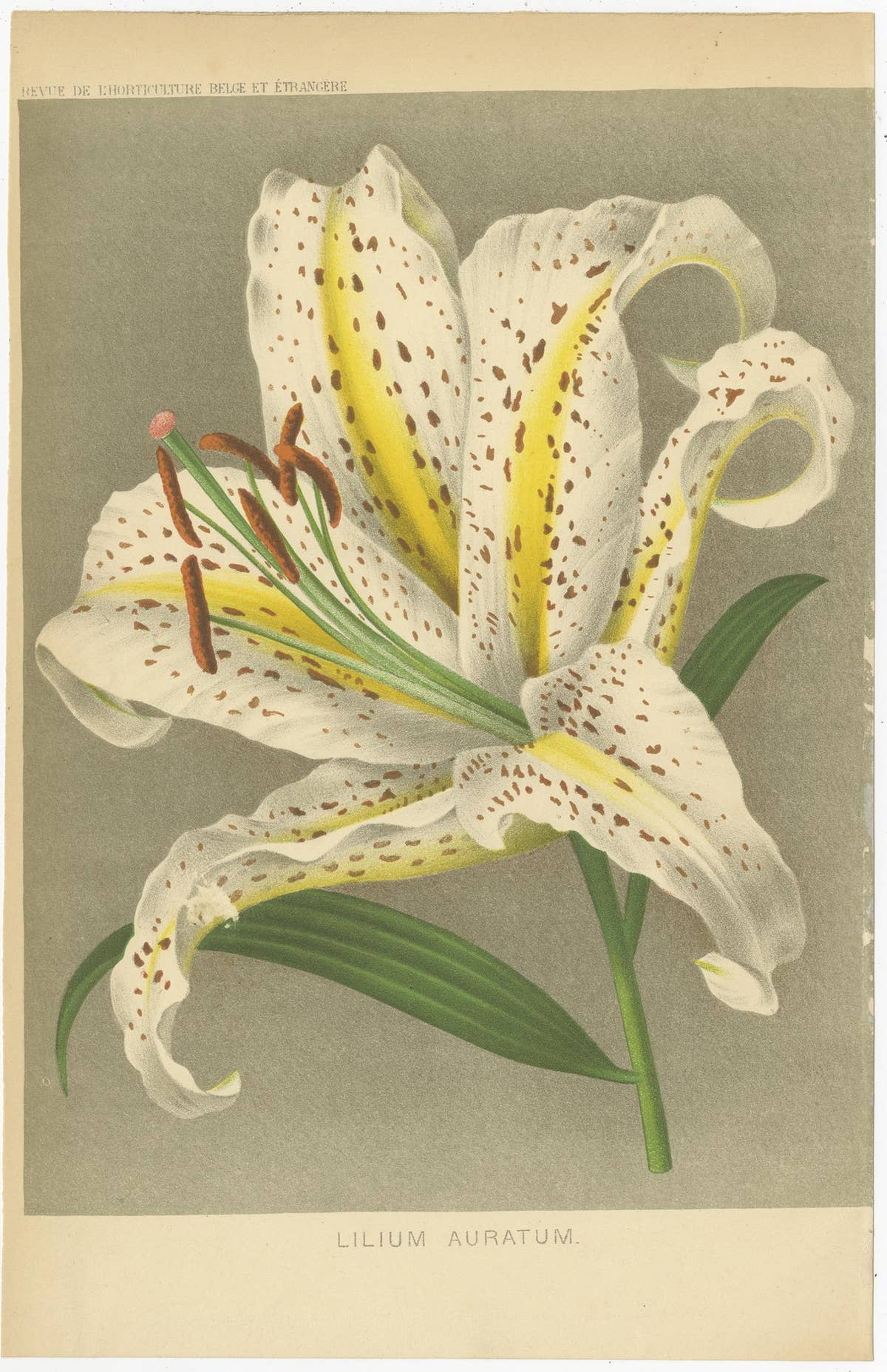 Set of 3 Antique Botany Prints, Easter Lily, Salvia Splendens, Lilium Auratum