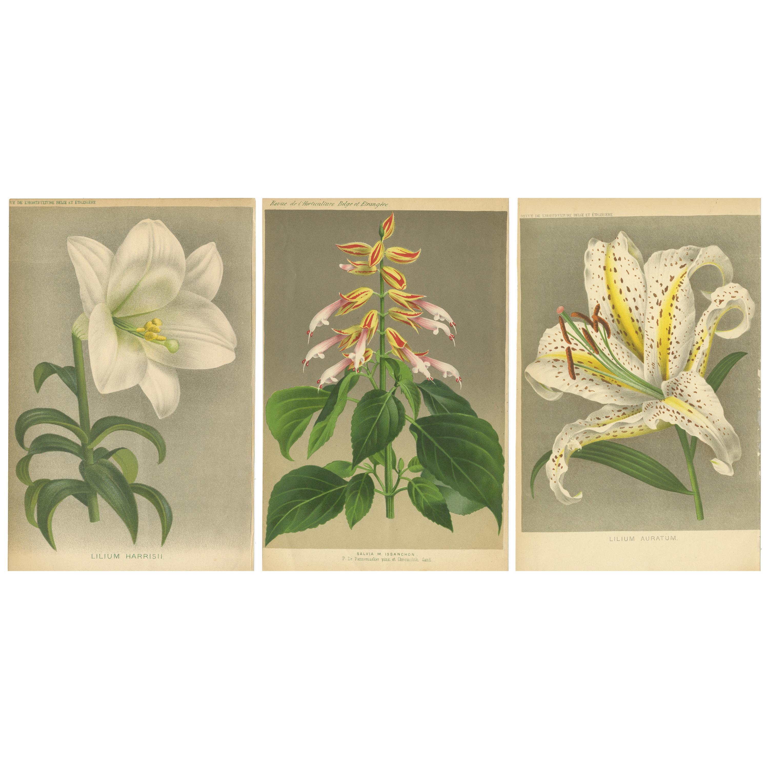 Set of 3 Antique Botany Prints, Easter Lily, Salvia Splendens, Lilium Auratum For Sale