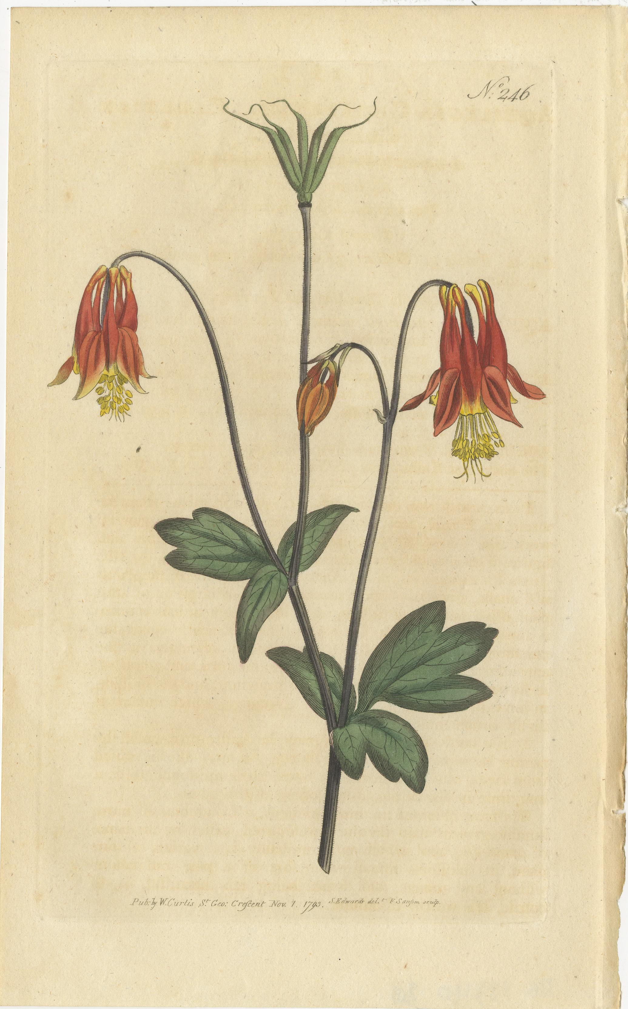 Set of 3 antique botany prints. It shows the Canadian Columbine, Great Double Daisy and the Honeywort-Flowered Heath. These prints originate from 'The Botanical Magazine; or Flower-Garden Displayed (..)' by William Curtis. Published 1794. 

The