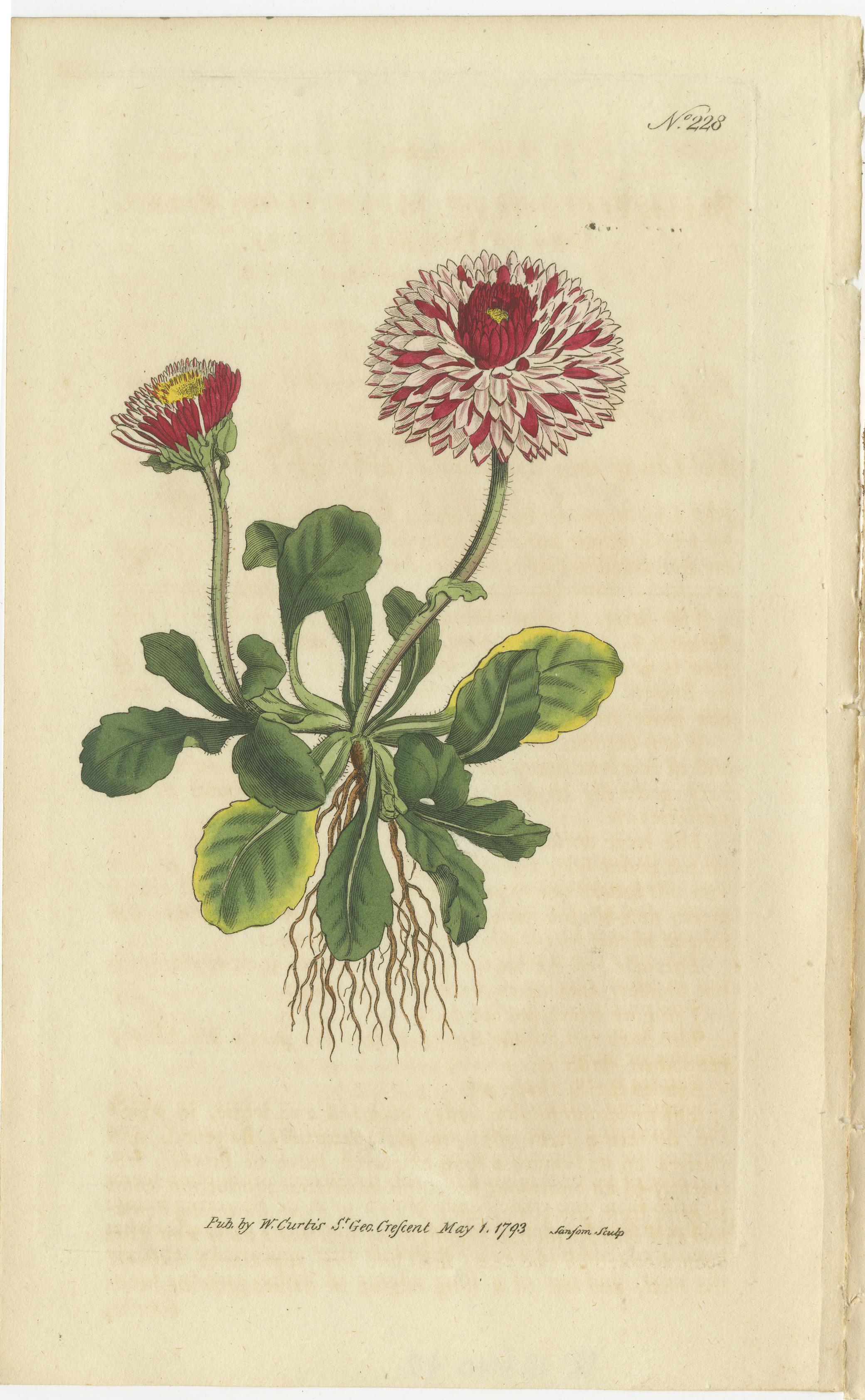 Gravé Ensemble de 3 estampes botaniques anciennes, couronne à fleurs, marguerite, columbine canadienne en vente