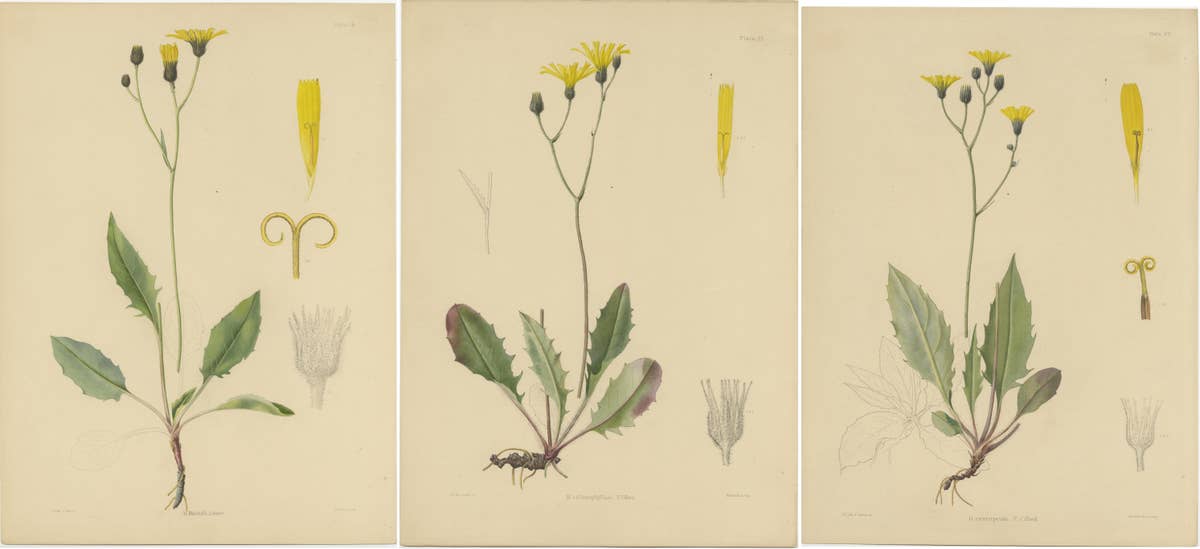 Set of 3 Antique Botany Prints H. Marshalli and Other Flowering Plants