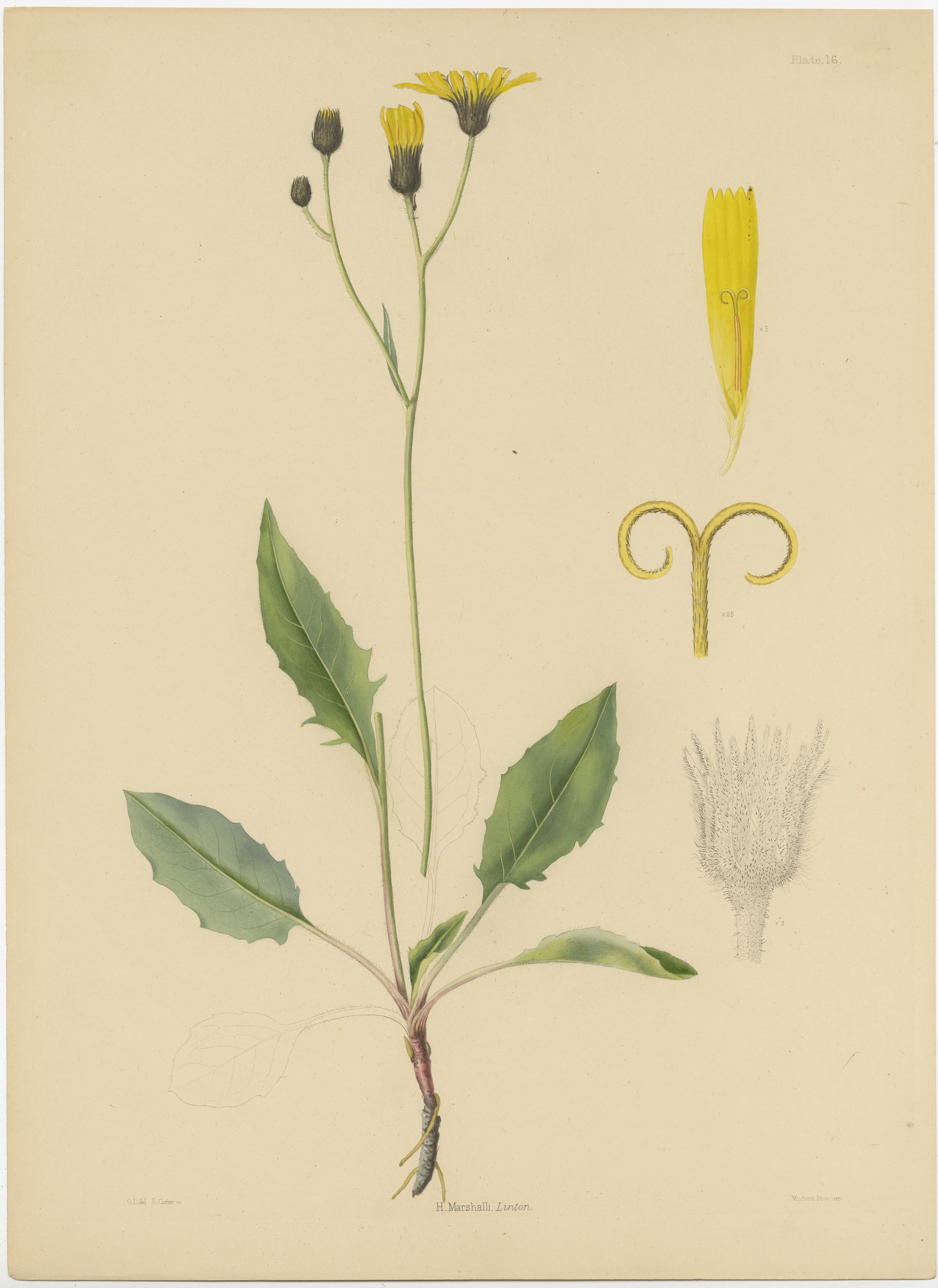 Set von 3 antiken Botanik-Drucken von H. Marshalli und anderen Blumenpflanzgefäßen im Zustand „Gut“ im Angebot in Langweer, NL