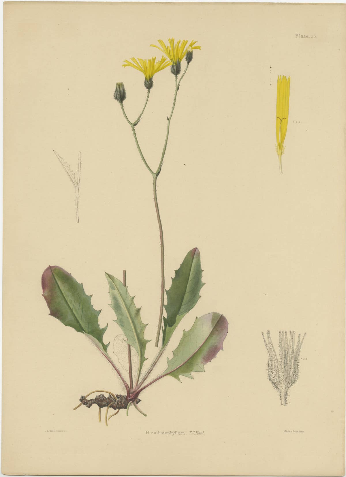 Set of 3 Antique Botany Prints H. Marshalli and Other Flowering Plants