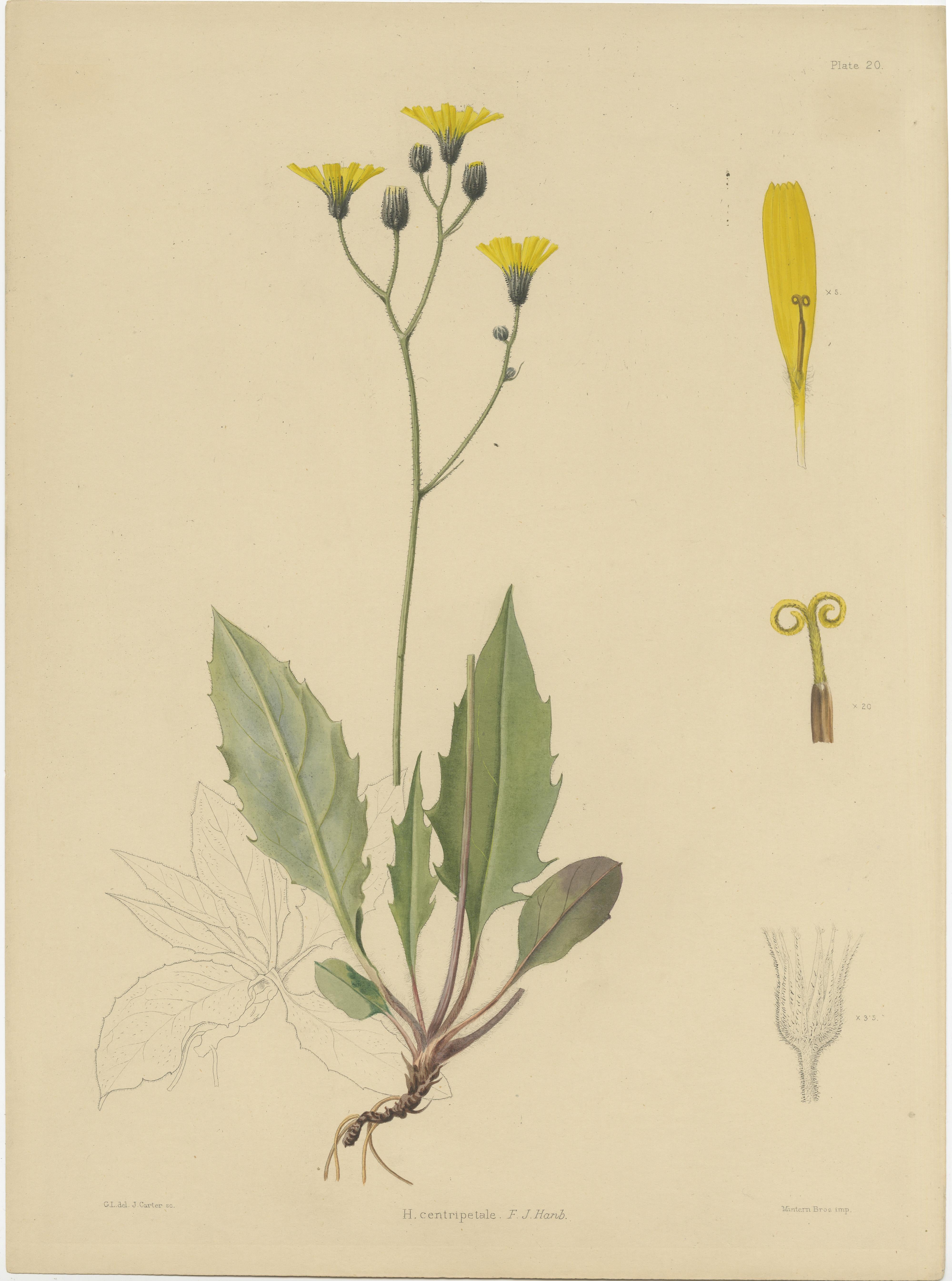 Papier Ensemble de 3 estampes botaniques anciennes de H. Marshalli et autres plantes à fleurs en vente