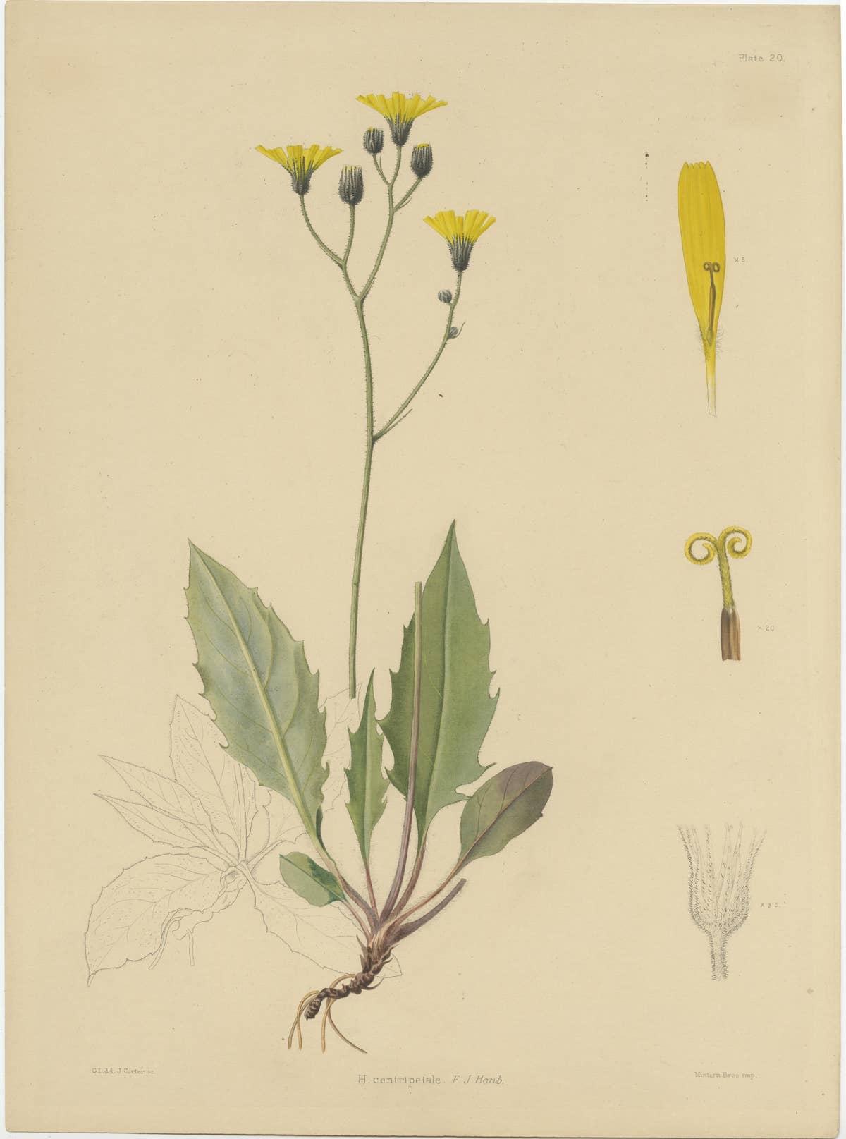 Set of 3 Antique Botany Prints H. Marshalli and Other Flowering Plants