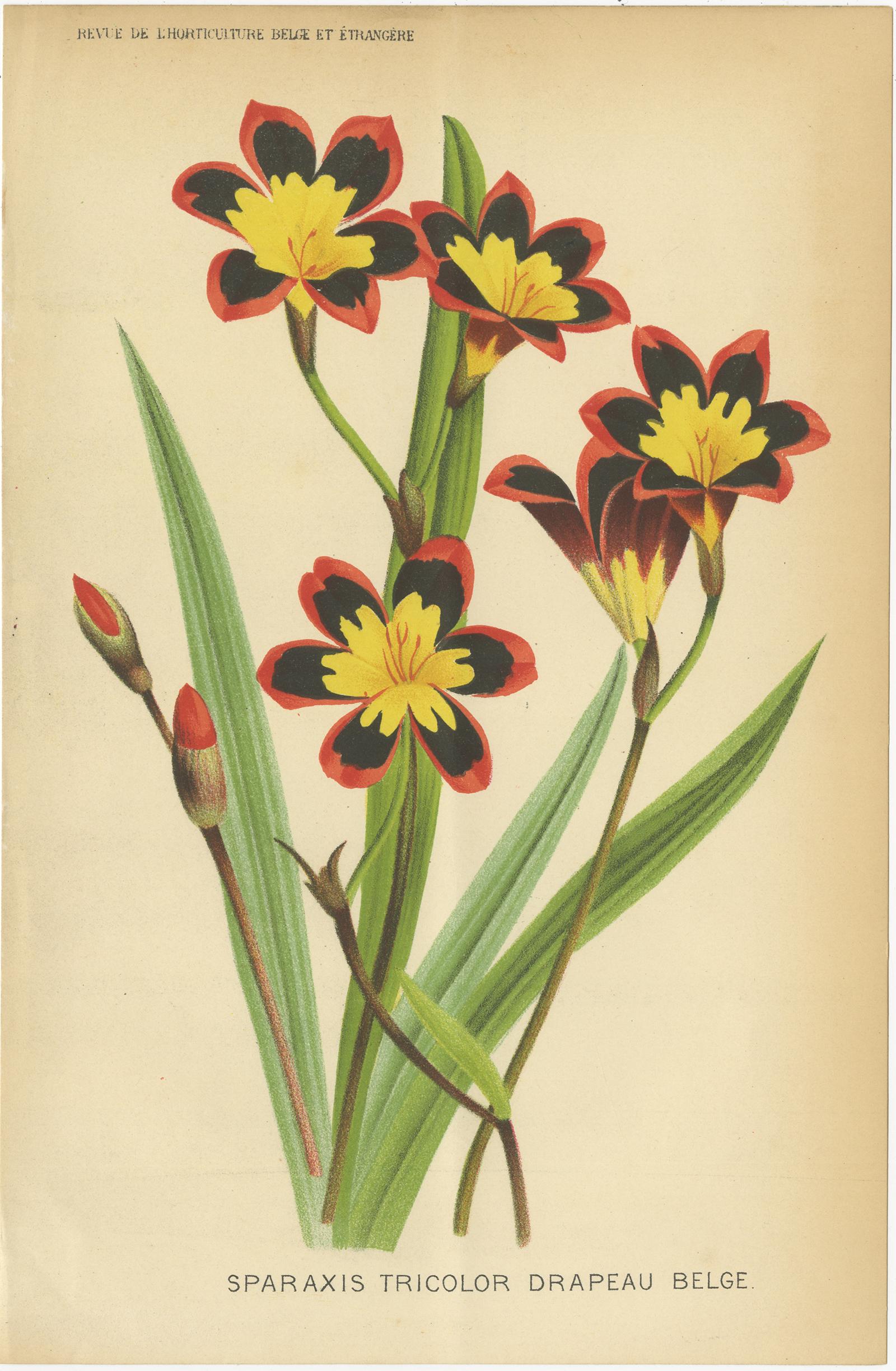Satz von drei antiken botanischen Drucken mit dem Titel 'Sparaxis Tricolor Drapeau Belge - Coleus le Progres - Nouvelles variétés d'Abutilon'. Es zeigt die Sparaxis tricolor (Harlekinblume), eine Coleus-Art und die Abutilon-Blütenpflanze. Diese