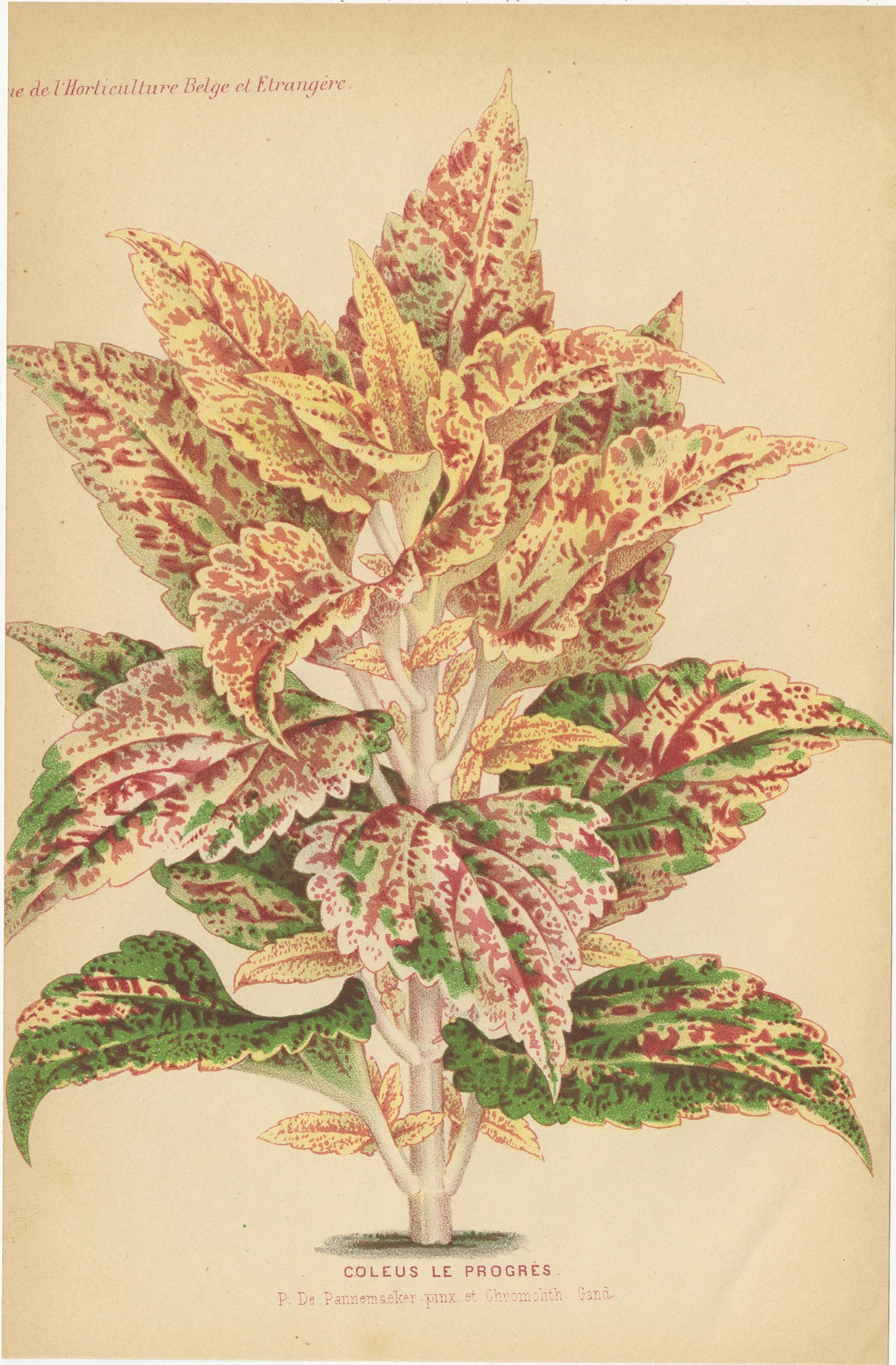 Ensemble de 3 gravures botaniques anciennes:: Fleur d'Arlequin:: Coleus:: Abutilon 'circa 1890' Bon état - En vente à Langweer, NL