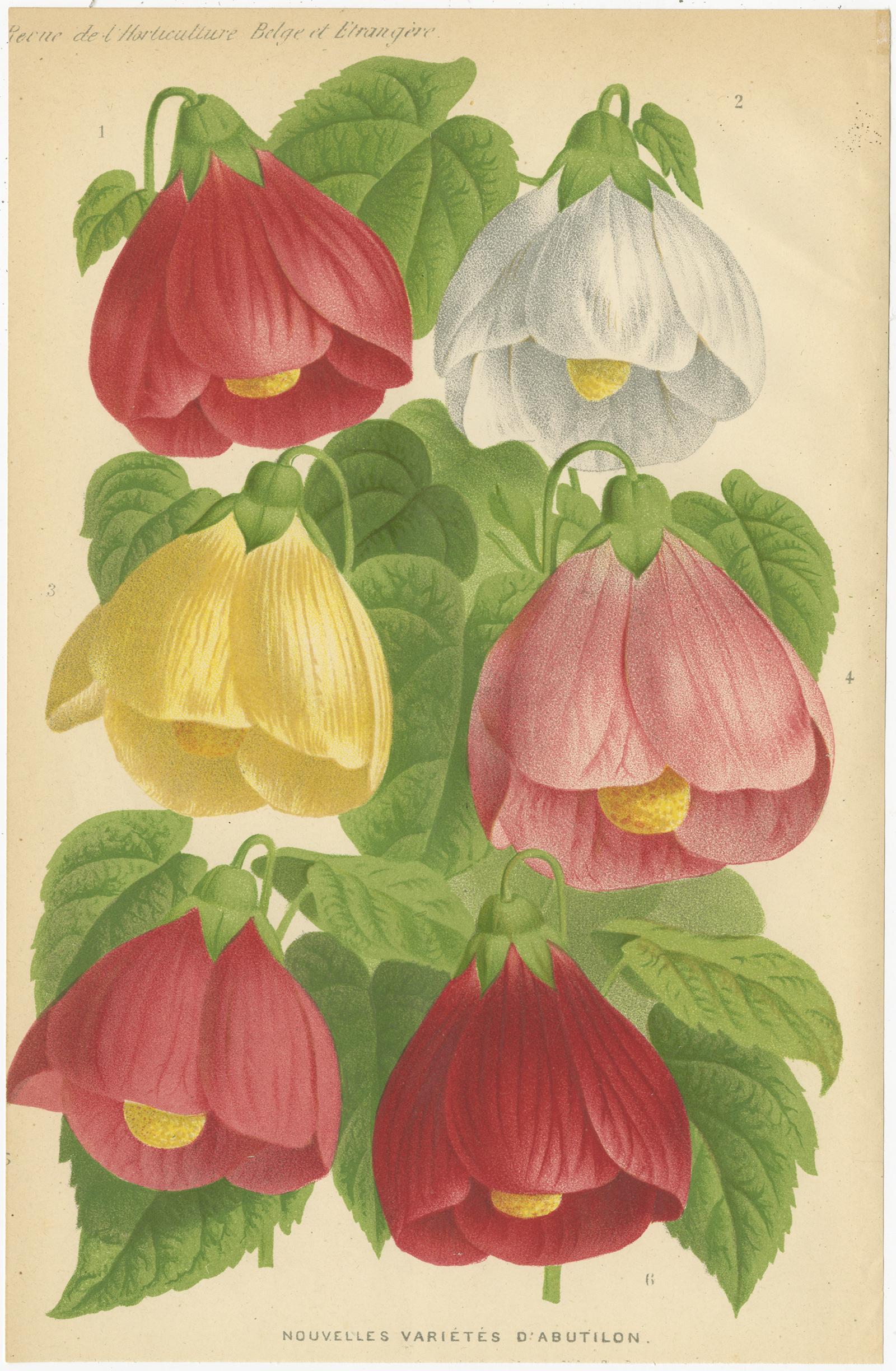 XIXe siècle Ensemble de 3 gravures botaniques anciennes:: Fleur d'Arlequin:: Coleus:: Abutilon 'circa 1890' en vente