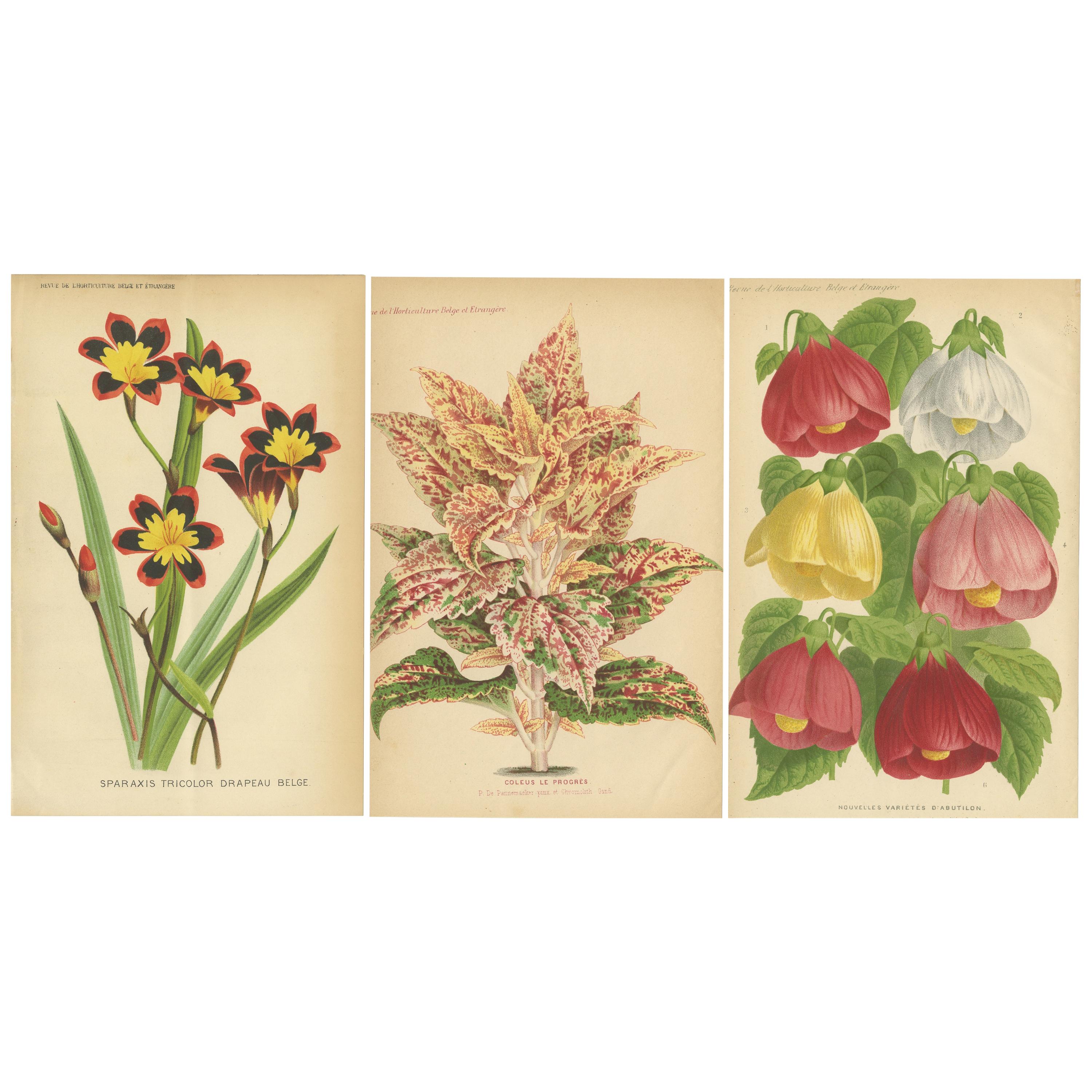 Set of 3 Antique Botany Prints, Harlequin Flower, Coleus, Abutilon 'circa 1890'
