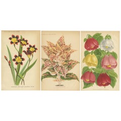 Ensemble de 3 gravures botaniques anciennes:: Fleur d'Arlequin:: Coleus:: Abutilon 'circa 1890'