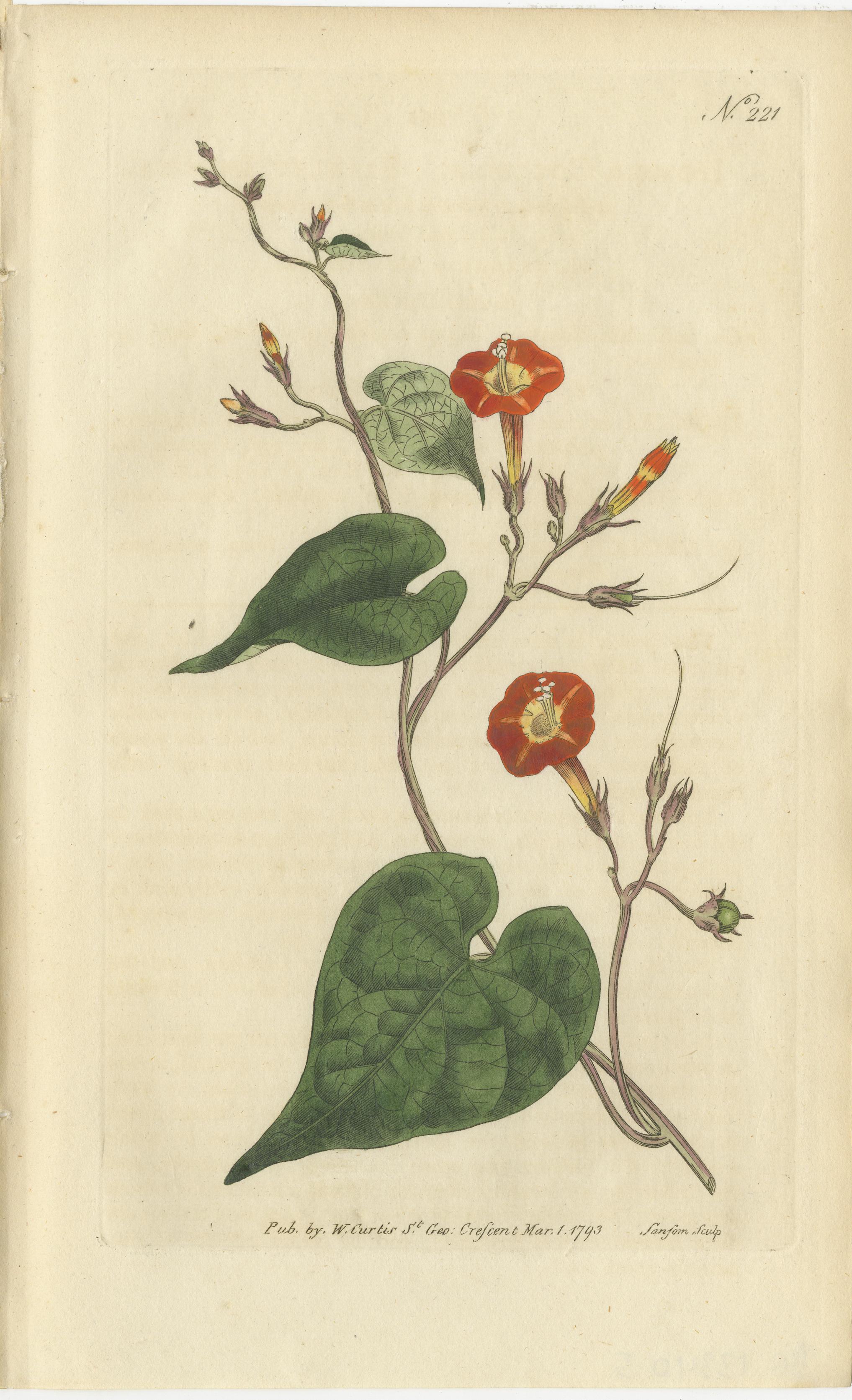 Set of 3 antique botany prints. It shows the Scarlet Ipomoea, Chinese Lychnis and the Asiatic Globe-Flower. These prints originate from 'The Botanical Magazine; or Flower-Garden Displayed (..)' by William Curtis. Published 1794. 

The Botanical