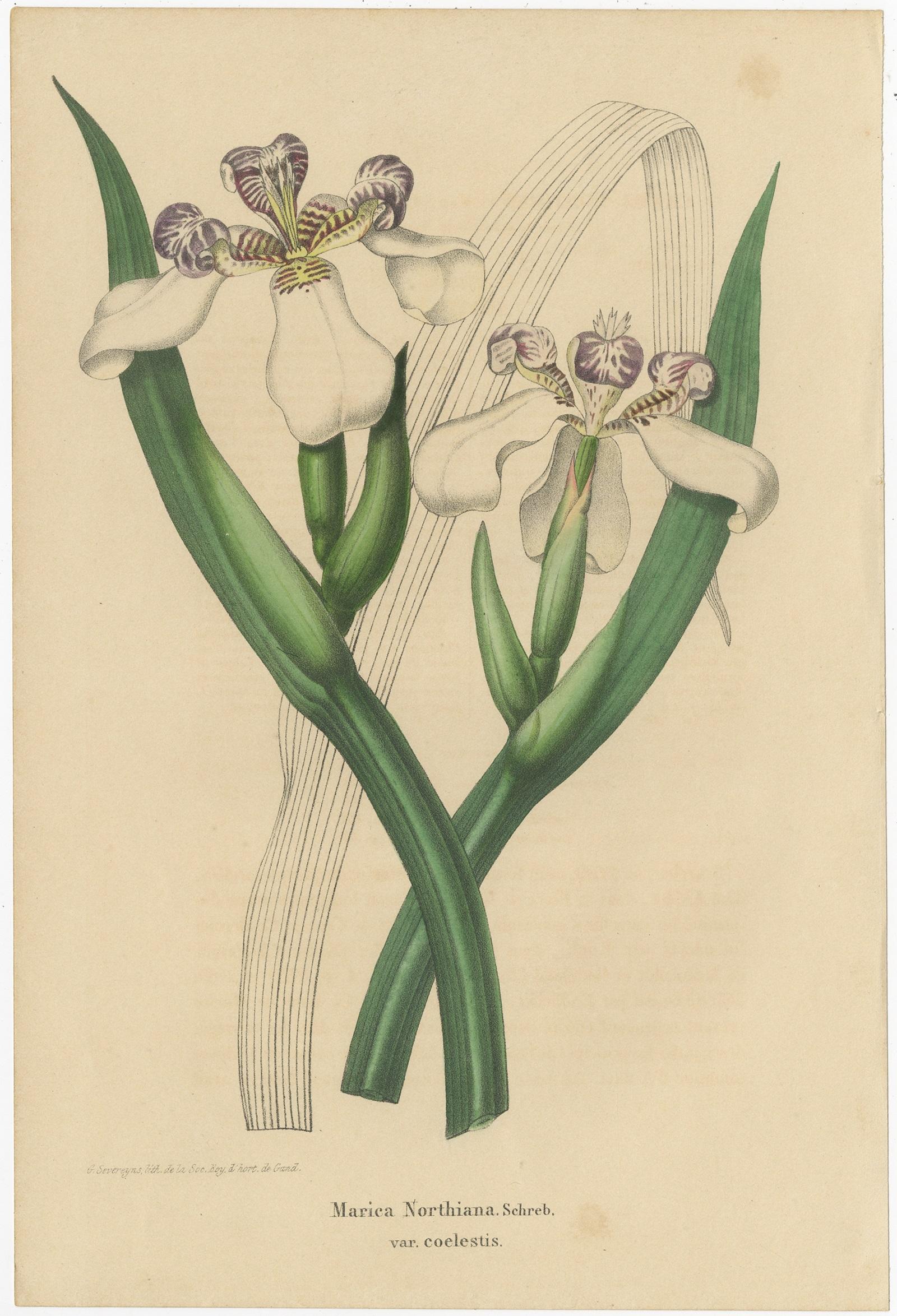 Ensemble de 3 gravures botaniques anciennes:: Mirbelia:: Neomarica Northiana:: Amherstia Bon état - En vente à Langweer, NL