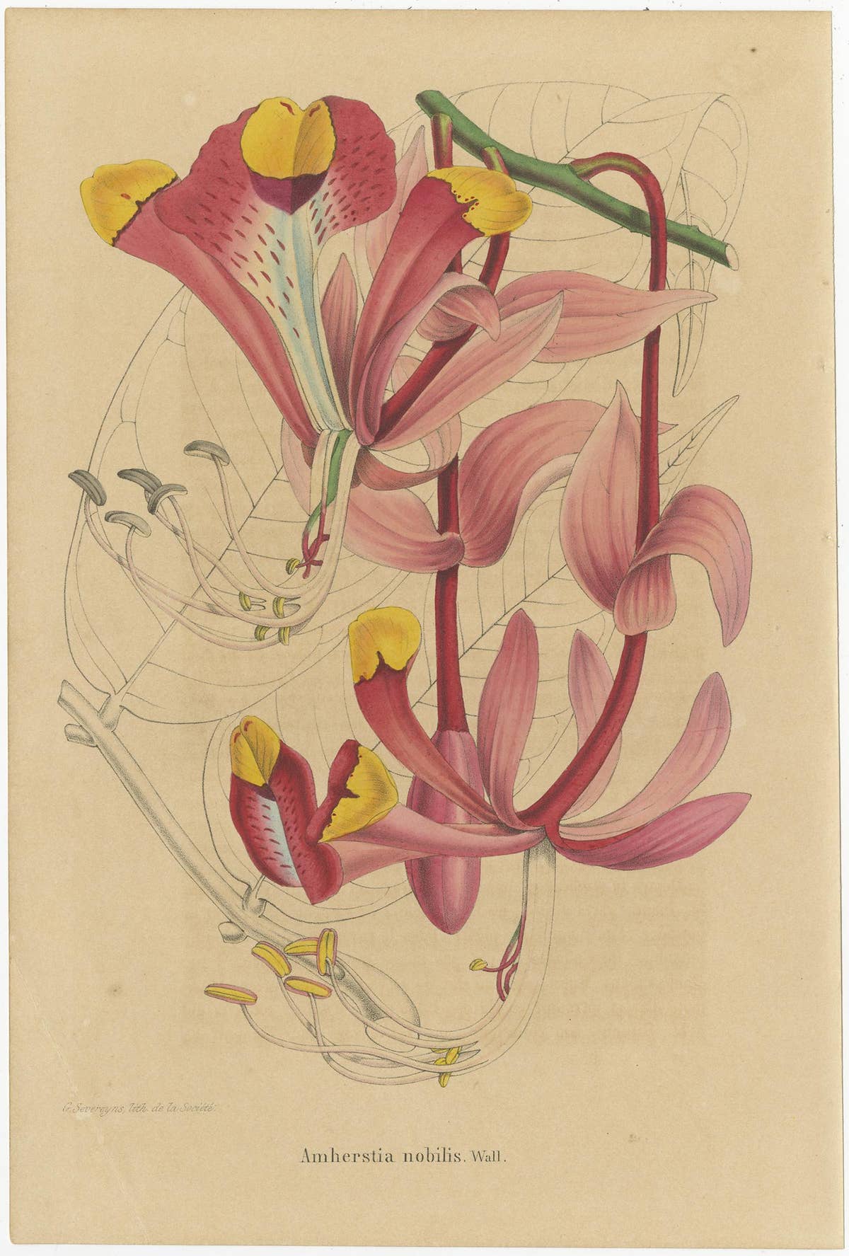Set of 3 Antique Botany Prints, Mirbelia, Neomarica Northiana, Amherstia, 1849