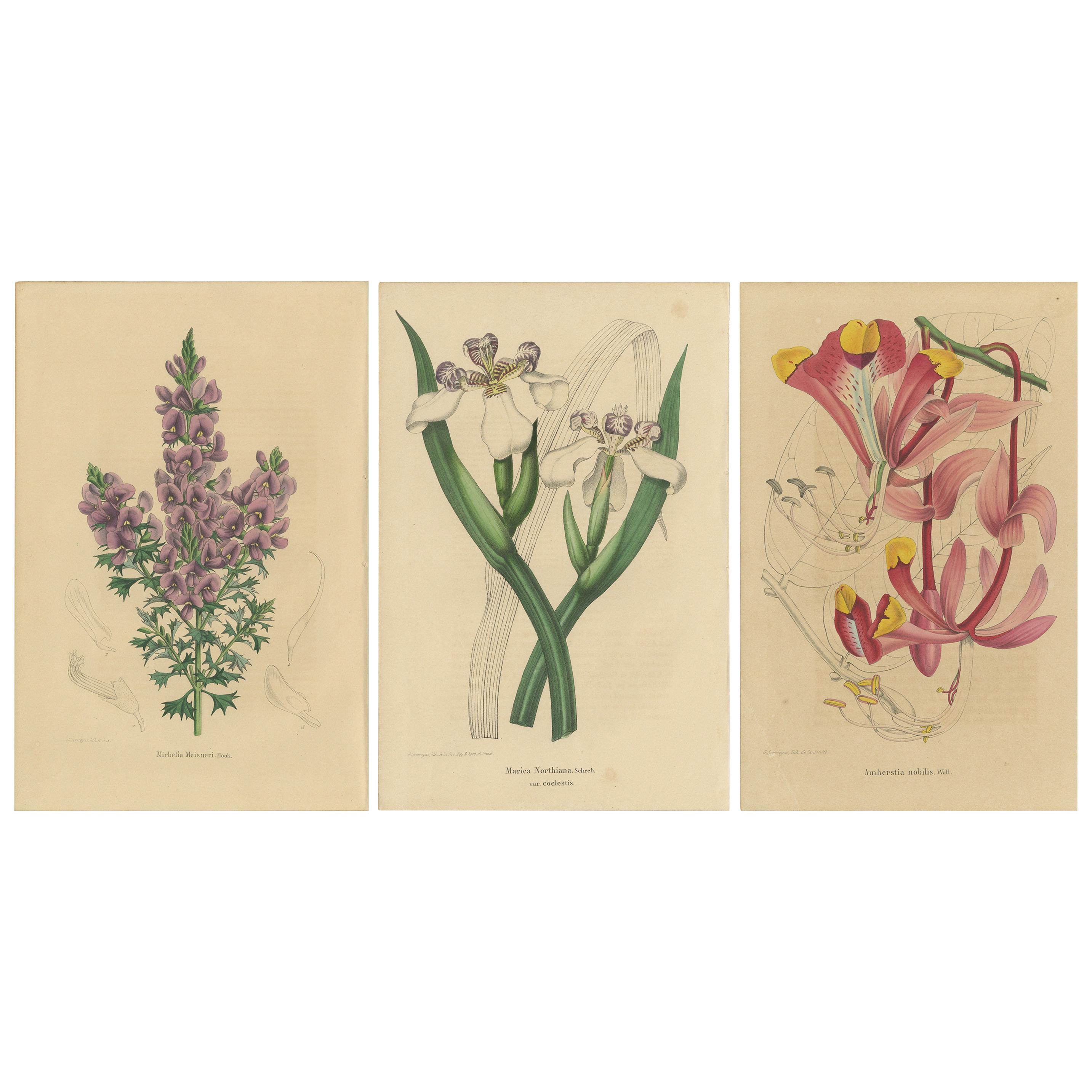 Set of 3 Antique Botany Prints, Mirbelia, Neomarica Northiana, Amherstia