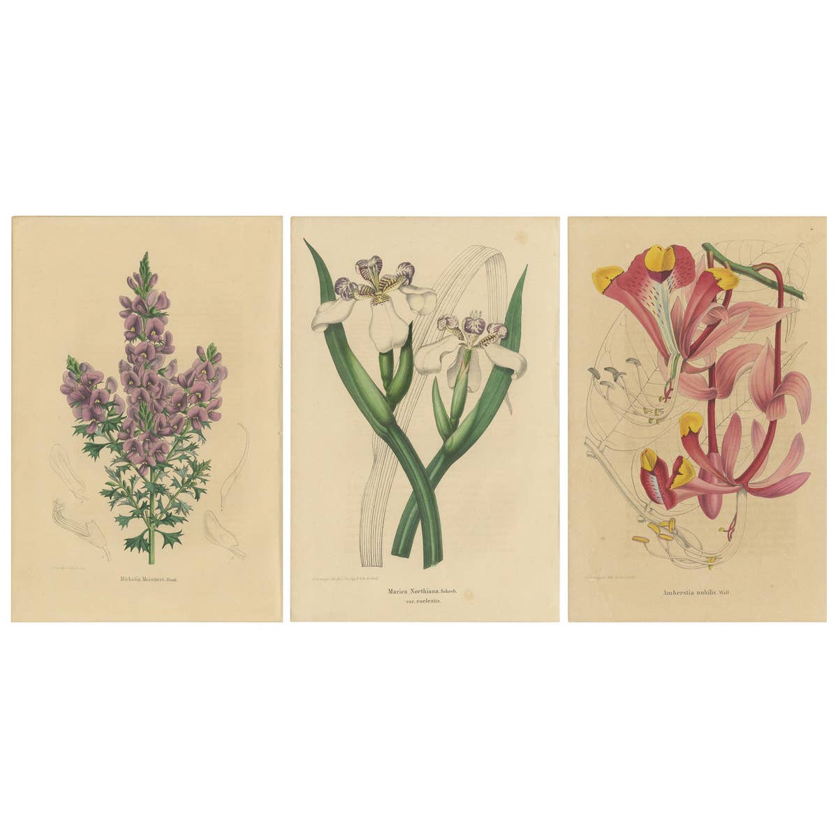 Set of 3 Antique Botany Prints, Mirbelia, Neomarica Northiana, Amherstia, 1849