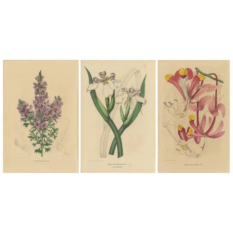 Set of 3 Antique Botany Prints, Mirbelia, Neomarica Northiana, Amherstia, 1849