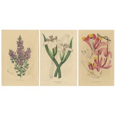 Set of 3 Antique Botany Prints, Mirbelia, Neomarica Northiana, Amherstia