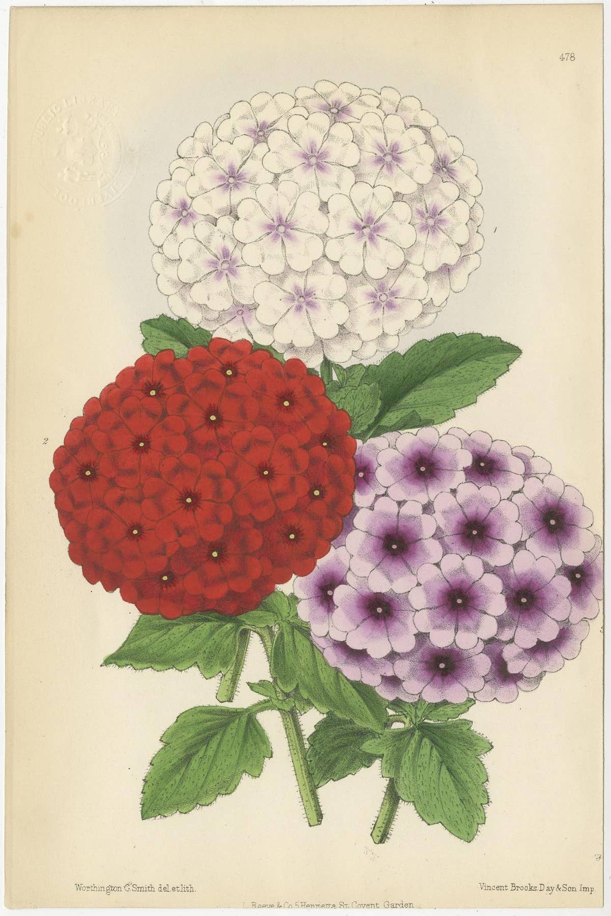Set of 3 Antique Botany Prints, Mixed Colors, by Brooks 'c.1870'