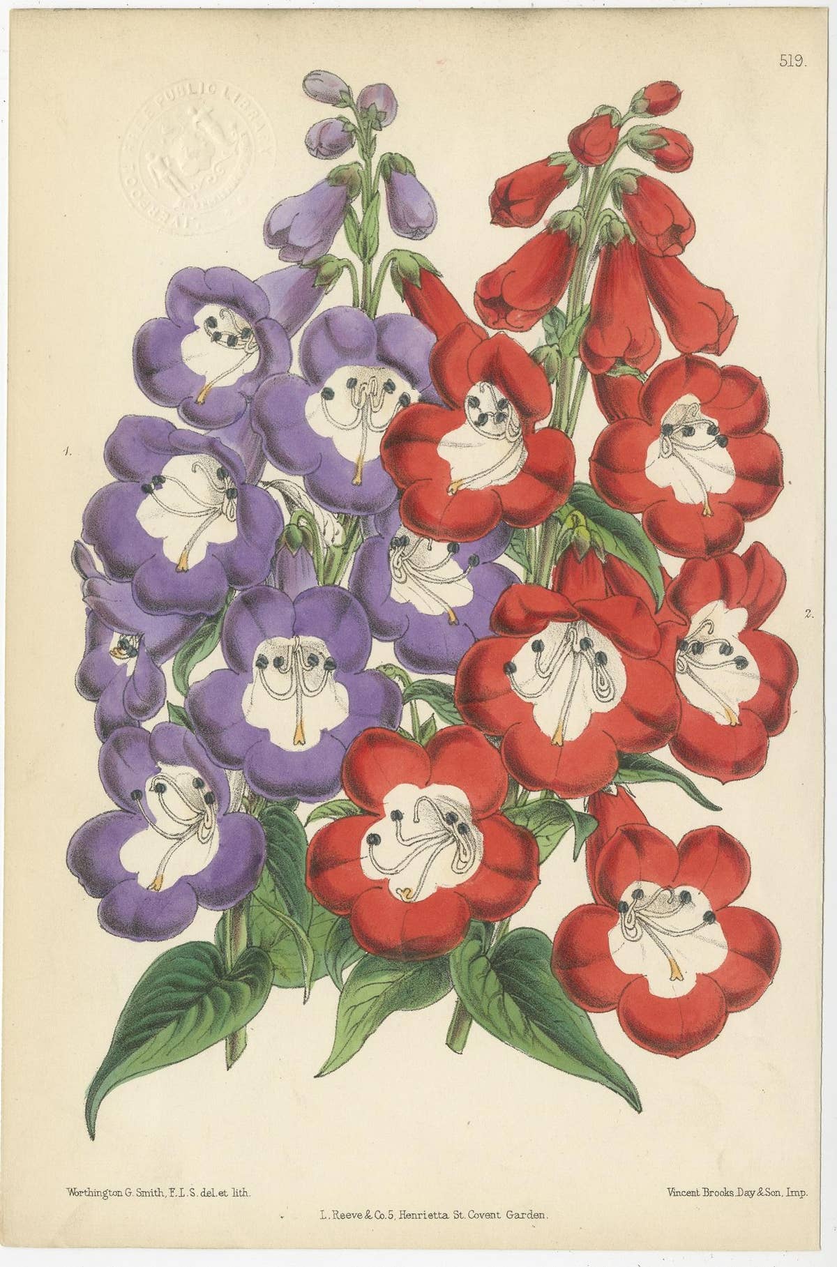 Set of 3 Antique Botany Prints, Mixed Colors, by Brooks 'c.1870'