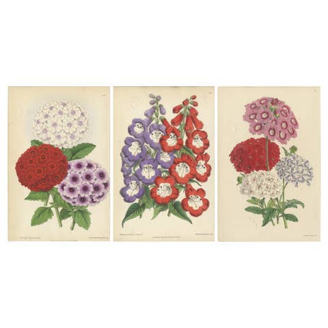 Set of 3 Antique Botany Prints, Mixed Colors, by Brooks 'c.1870'