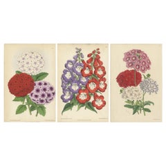 Conjunto de 3 Grabados Botánicos Antiguos, Colores Mixtos, por Brooks 'c.1870'