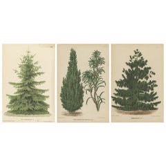 Set of 3 Antique Botany Prints, Nordmann, Pinus, by Oudemans, circa 1865