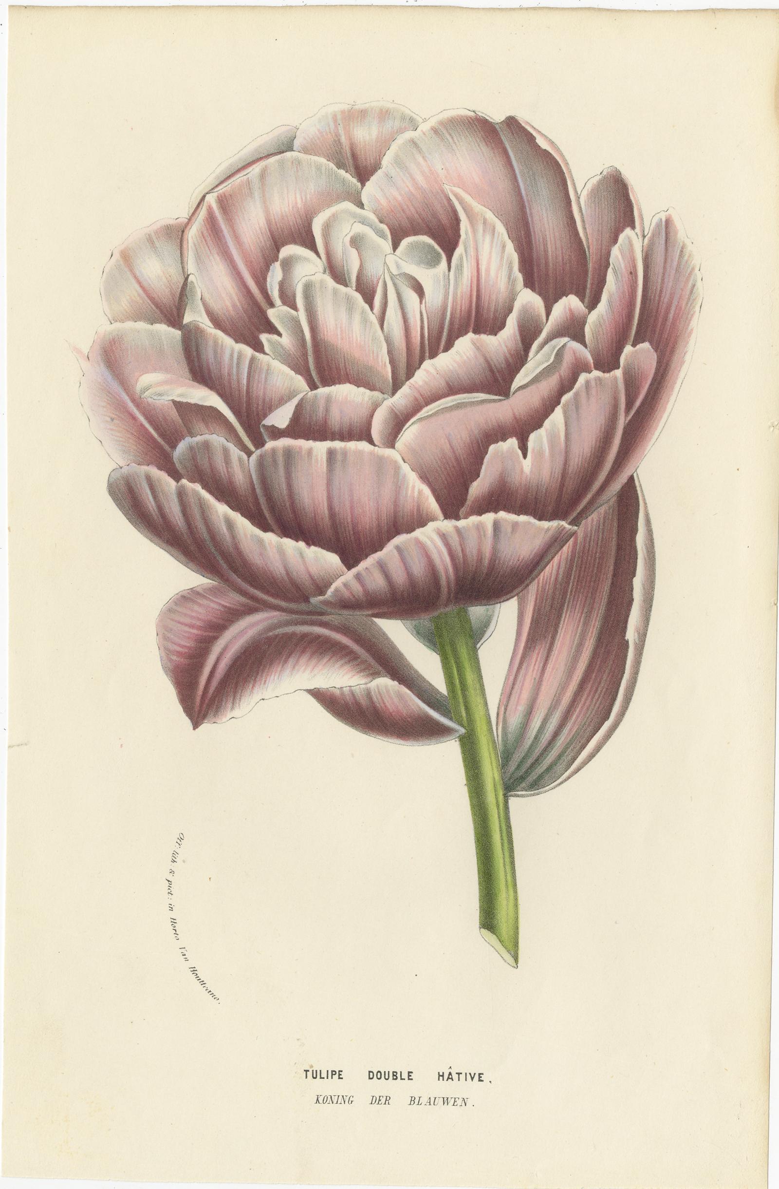 Set of Two antique botany prints titled 'Tulipe double Hative - Tulipe double Hative'. Lithographs of various tulips (tulips). These prints originate from volume 12 of 'Flore des Serres' by Louis van Houtte. Published in 1857.
