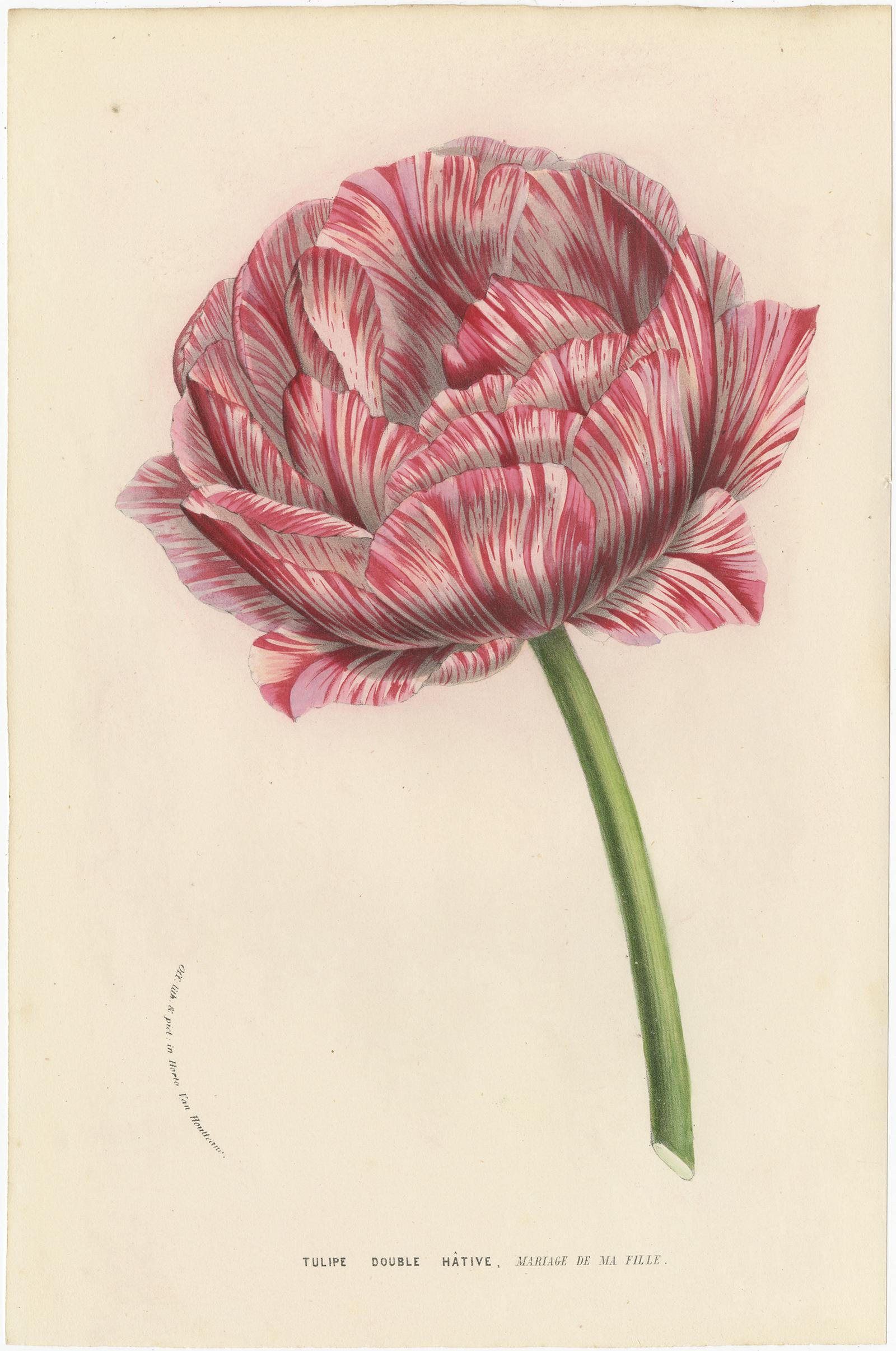 Set of 2 Antique Botany Prints of Various Tulips by Van Houtte, 1857 In Good Condition In Langweer, NL