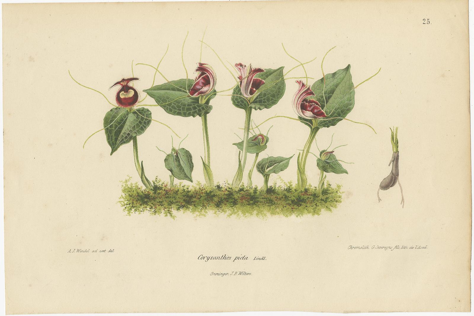 Set of three antique botany prints titled 'Corysanthes picta - Cyclamen Coum - Coelogyne Cristata'. It shows a corybas helmet orchid, Persian violet and the coelogyne cristata orchid. These prints originates from 'Neerland's Plantentuin' by C.A.J.A.