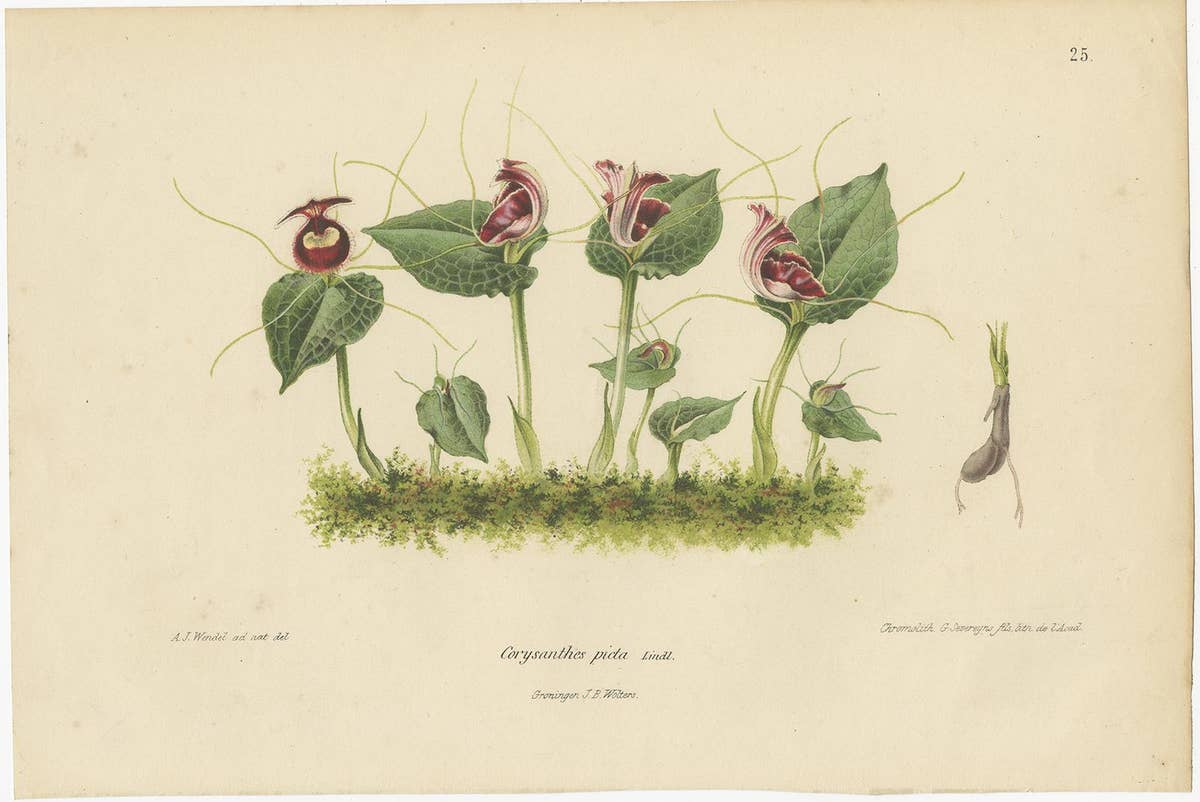 Set of 3 Antique Botany Prints, Orchid, Persian Violet, by Oudemans, circa 1865