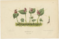 Set of 3 Antique Botany Prints, Orchid, Persian Violet, by Oudemans, circa 1865