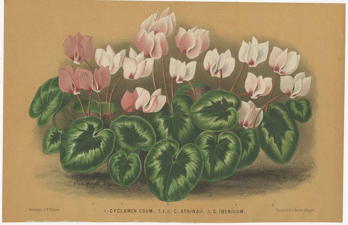 Set of 3 Antique Botany Prints, Orchid, Persian Violet, by Oudemans, circa 1865