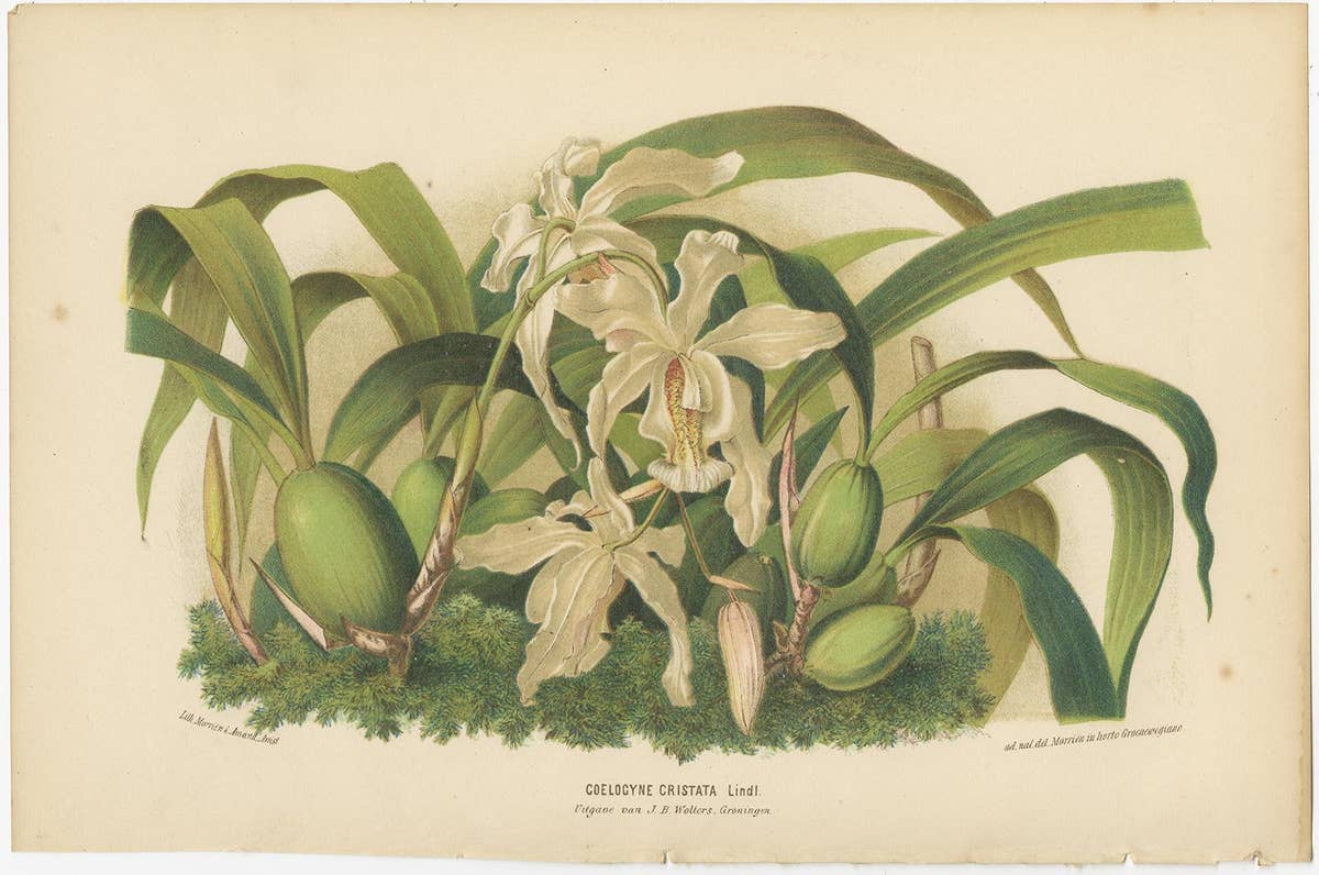 Set of 3 Antique Botany Prints, Orchid, Persian Violet, by Oudemans, circa 1865