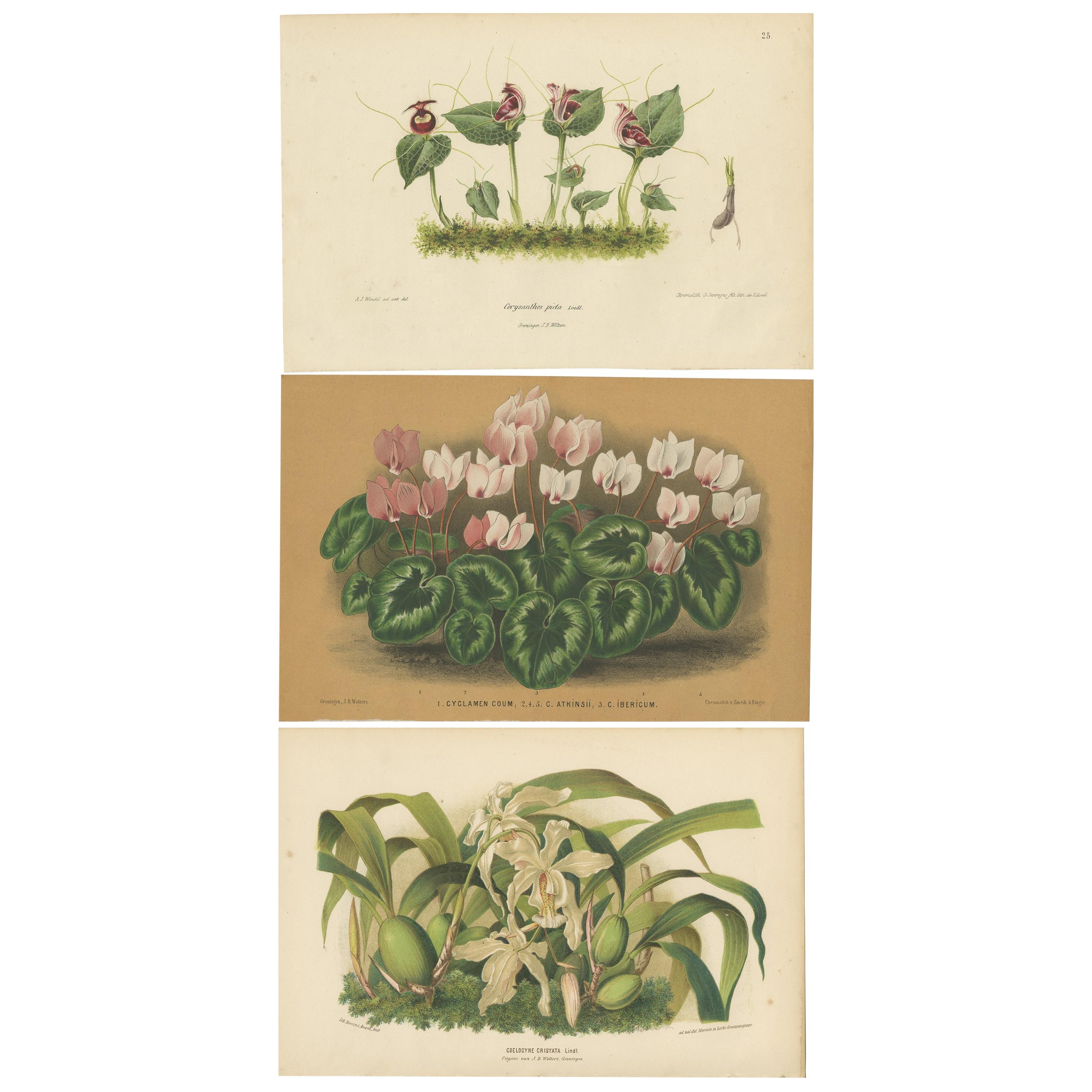 Set of 3 Antique Botany Prints, Orchid, Persian Violet, by Oudemans, circa 1865 For Sale
