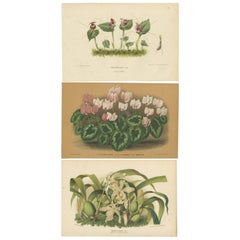 Ensemble de 3 estampes botaniques anciennes, orchidées, violettes persanes, par Audenmans, vers 1865