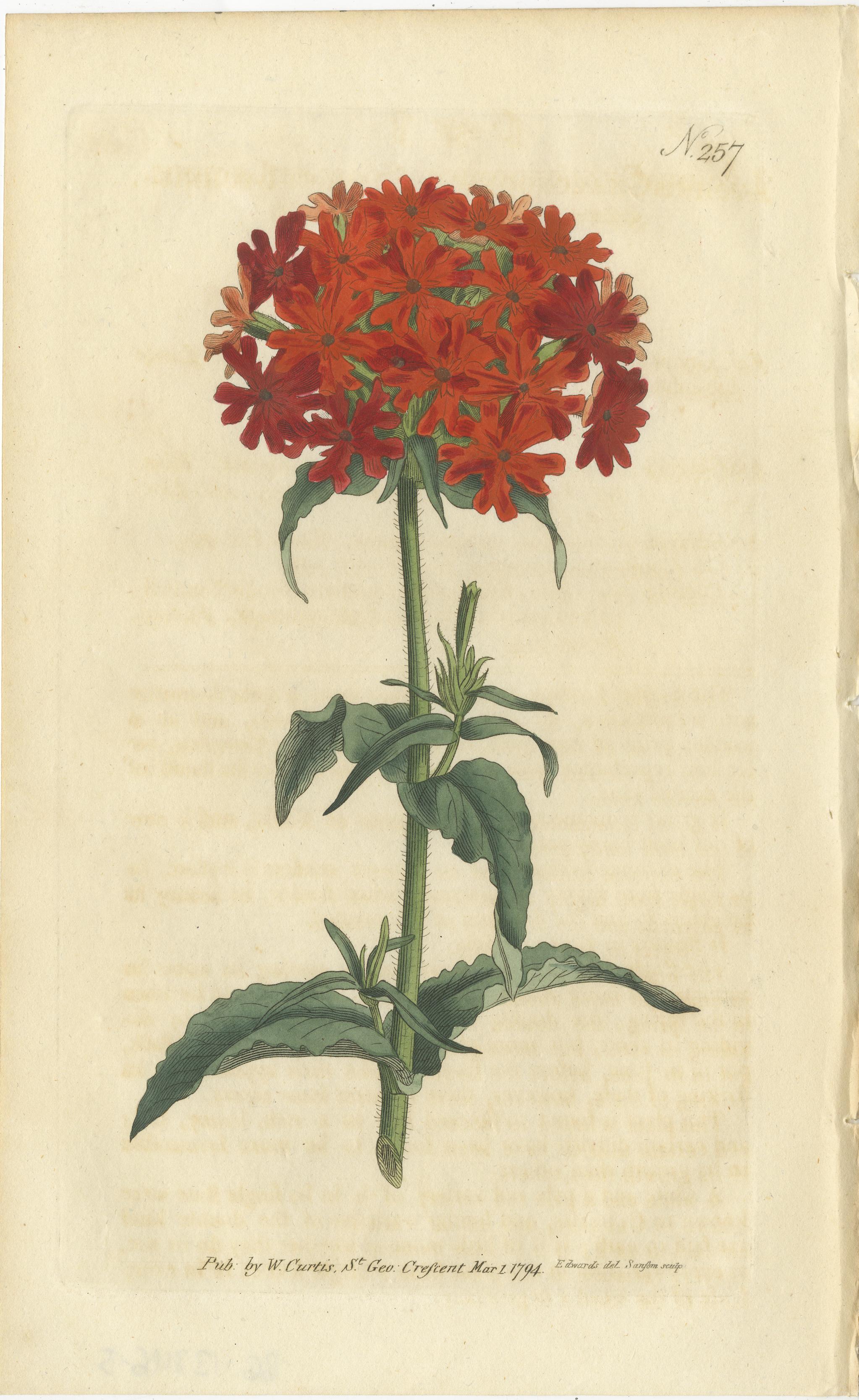 Set of 3 antique botany prints. It shows the Scarlet Lychnis, Catesby's Lily and Narrow-Leaved Cyrtanthus. These prints originate from 'The Botanical Magazine; or Flower-Garden Displayed (..)' by William Curtis. Published 1794. 

The Botanical