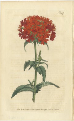 Three Botany Prints Full Color Original Engravings, 1794