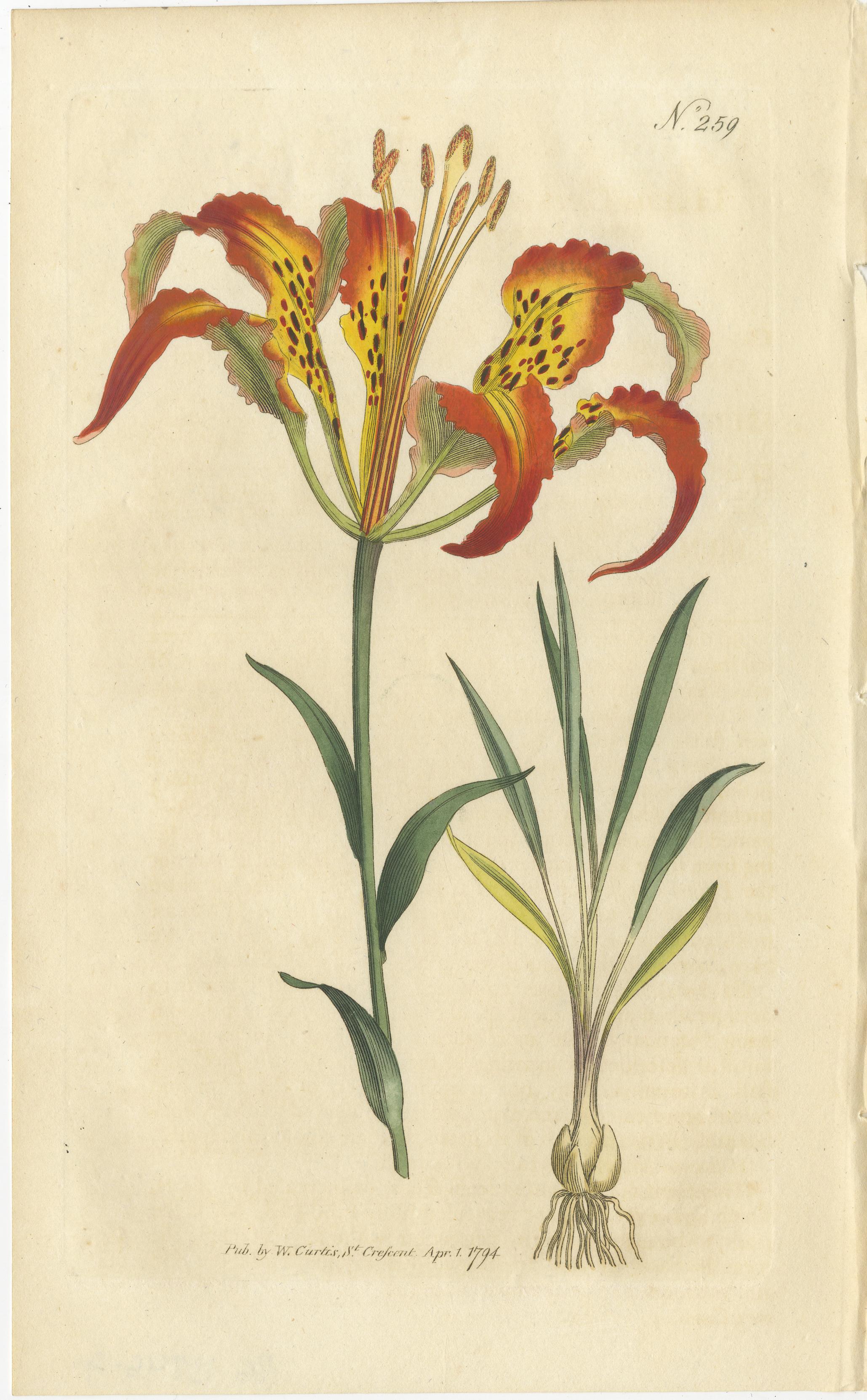 Engraved Three Botany Prints Full Color Original Engravings, 1794 For Sale
