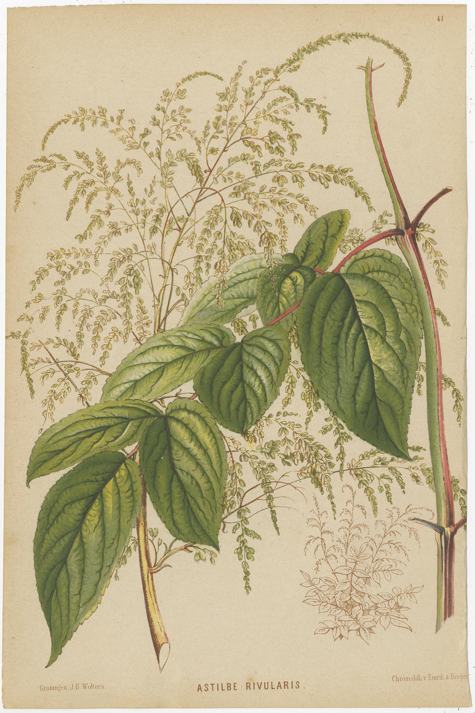 Set of three antique botany prints titled 'Astilbe Rivularis - Reus van Zuidwijk - Ficus Suringarii White'. It shows the spirea, a strawberry plant and a ficus. These prints originates from 'Neerland's Plantentuin' by C.A.J.A. Oudemans. Published by